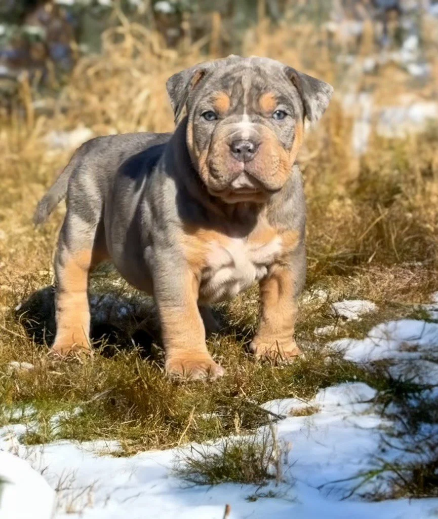 A cute puppy with blue eyes and a blue tri merle coat standing outdoors on snow-covered ground, with dry grass and trees in the background.