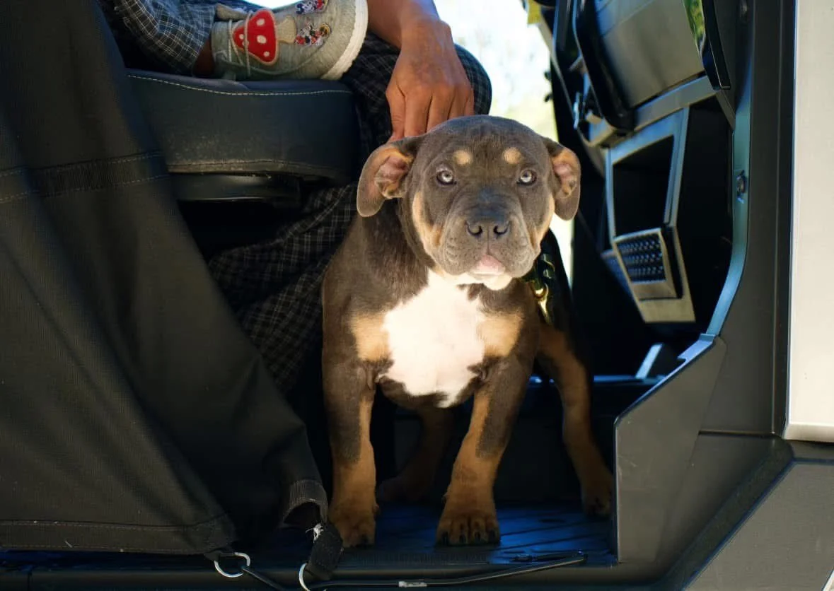 A young brown and white puppy sitting in the back seat of a vehicle, with a person sitting next to it. The puppy looks at the camera with piercing eyes.