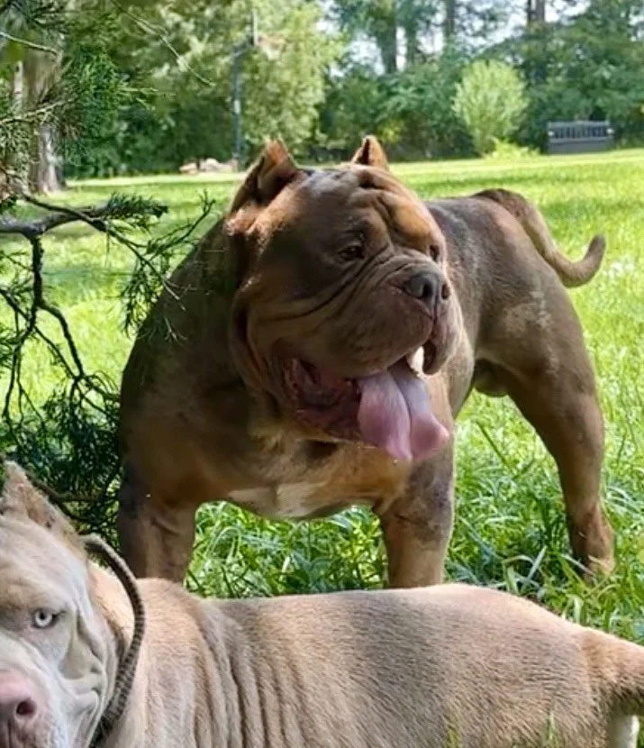 PR’NastyGirl Azela x DirtyLinze Pro Puppy Deposit