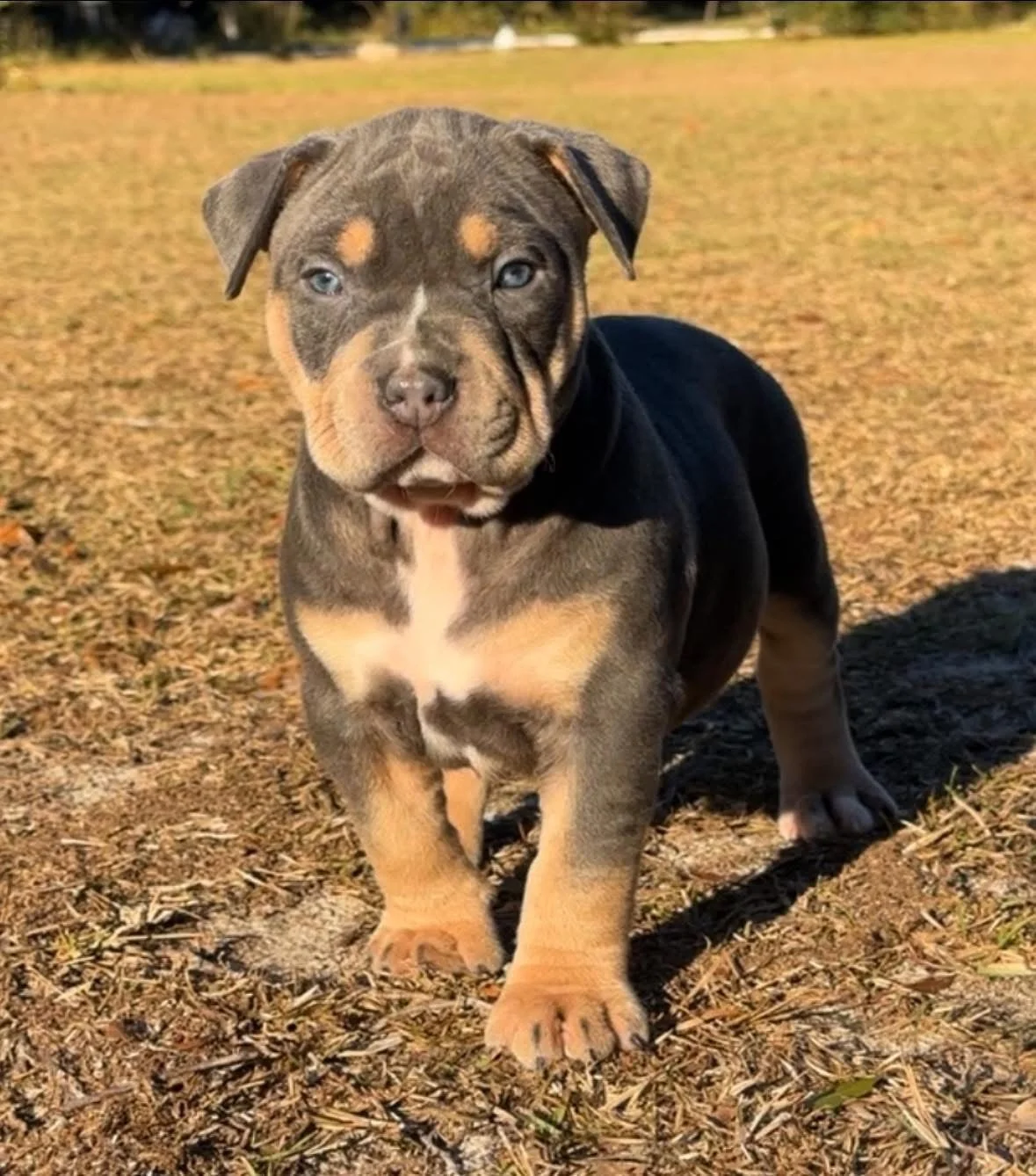 A cute puppy with blue eyes and a blue tri coat walking on dry grass.