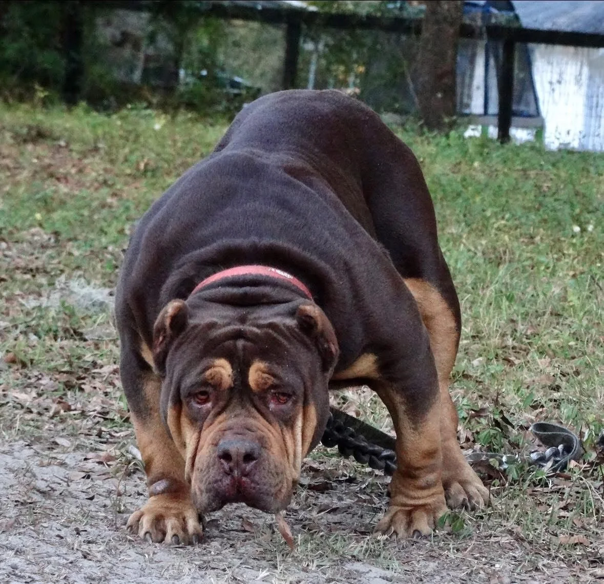 A large, muscular dog with a dark brown coat and tan markings on its face, chest, and legs, crouching on a grassy area outdoors, looking directly at the camera with a serious expression.