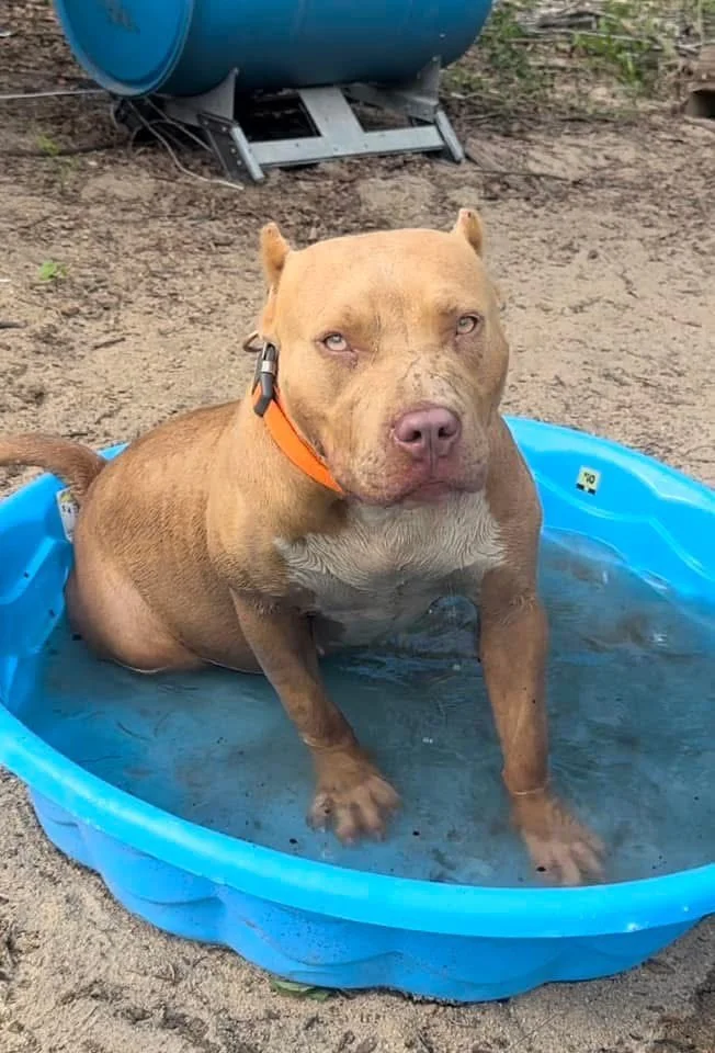 A brown dog with an orange collar sitting in a small blue plastic kiddie pool filled with water on a dirt surface.
