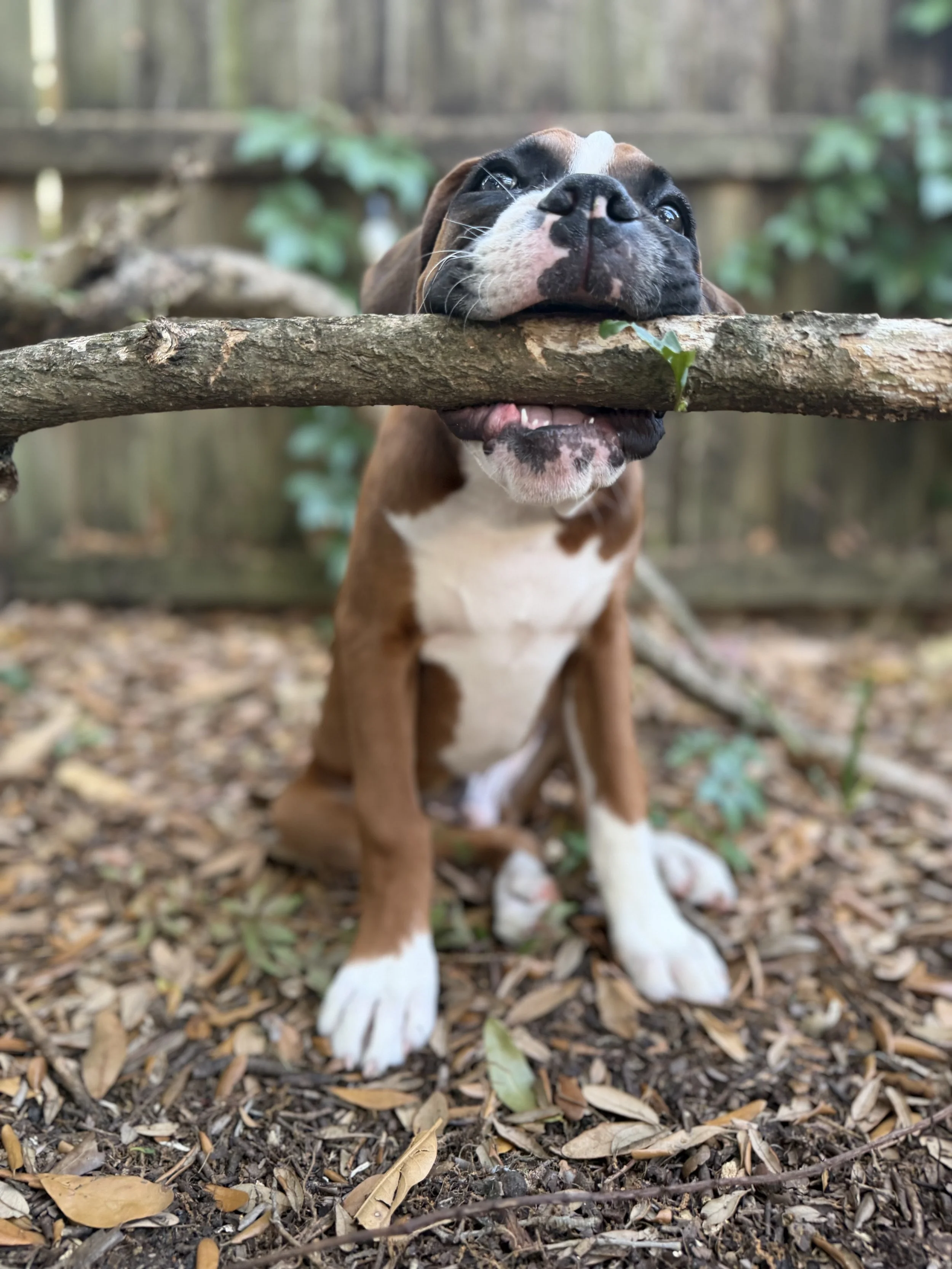 A brown and white dog resting its head and mouth on a thick tree branch outdoors, surrounded by leaves and wood chips on the ground.