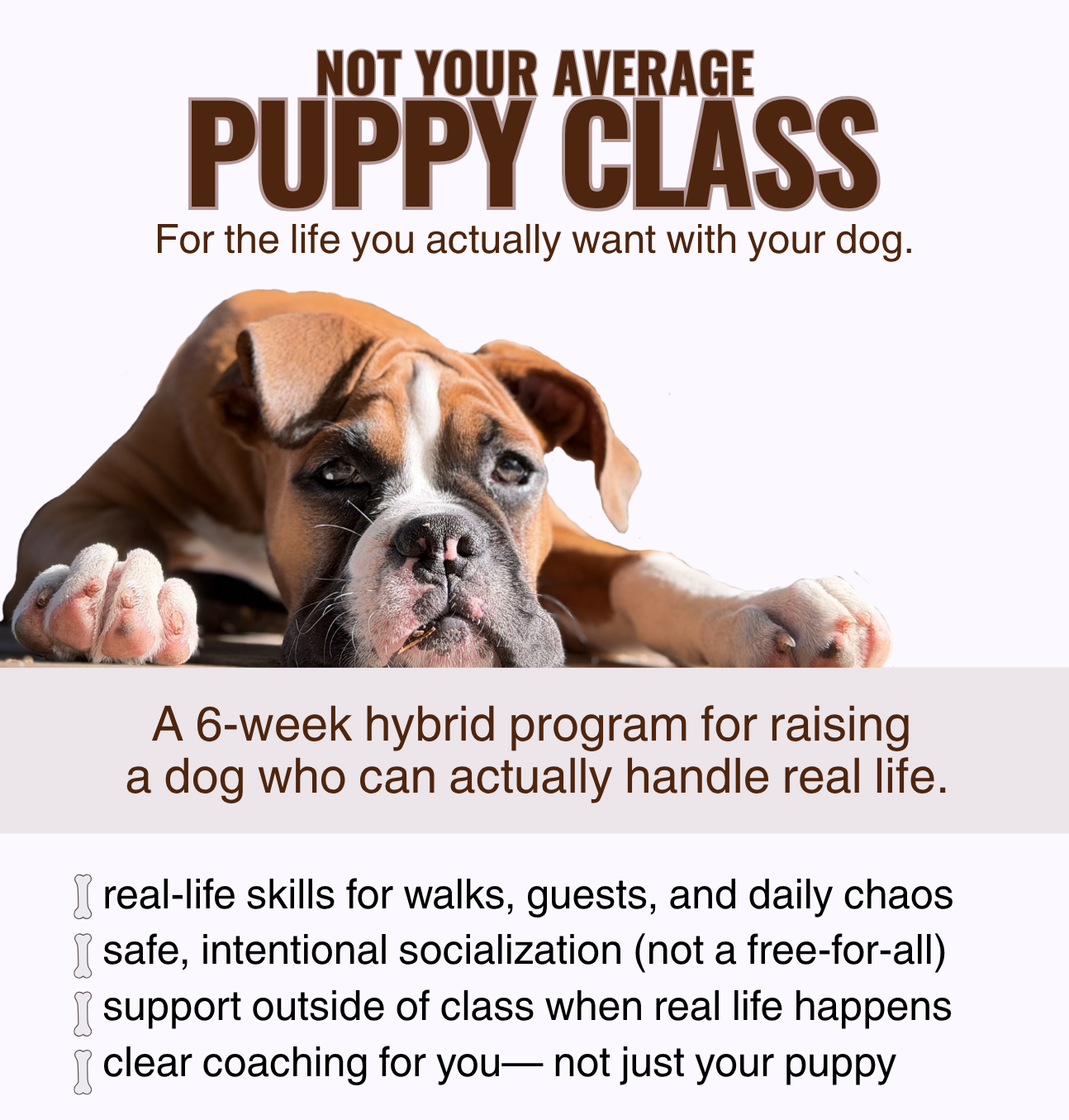 A promotional image for a puppy training class featuring a tired-looking boxer puppy lying down. The text promotes a six-week hybrid program for raising a dog capable of handling real life, including skills for walks, socialization, outside support, and coaching.