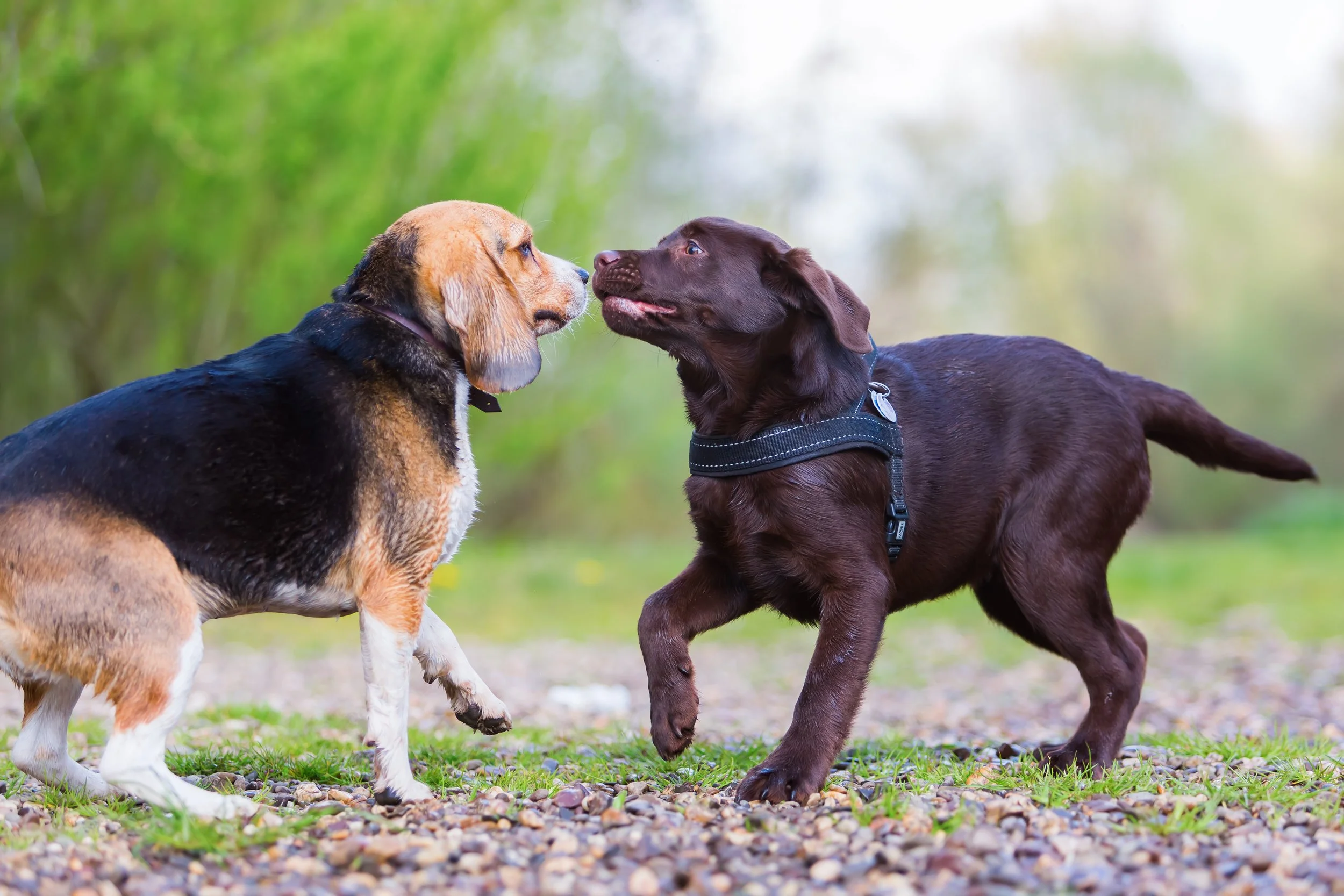 Why Dog Parks Can Actually Hurt Socialization