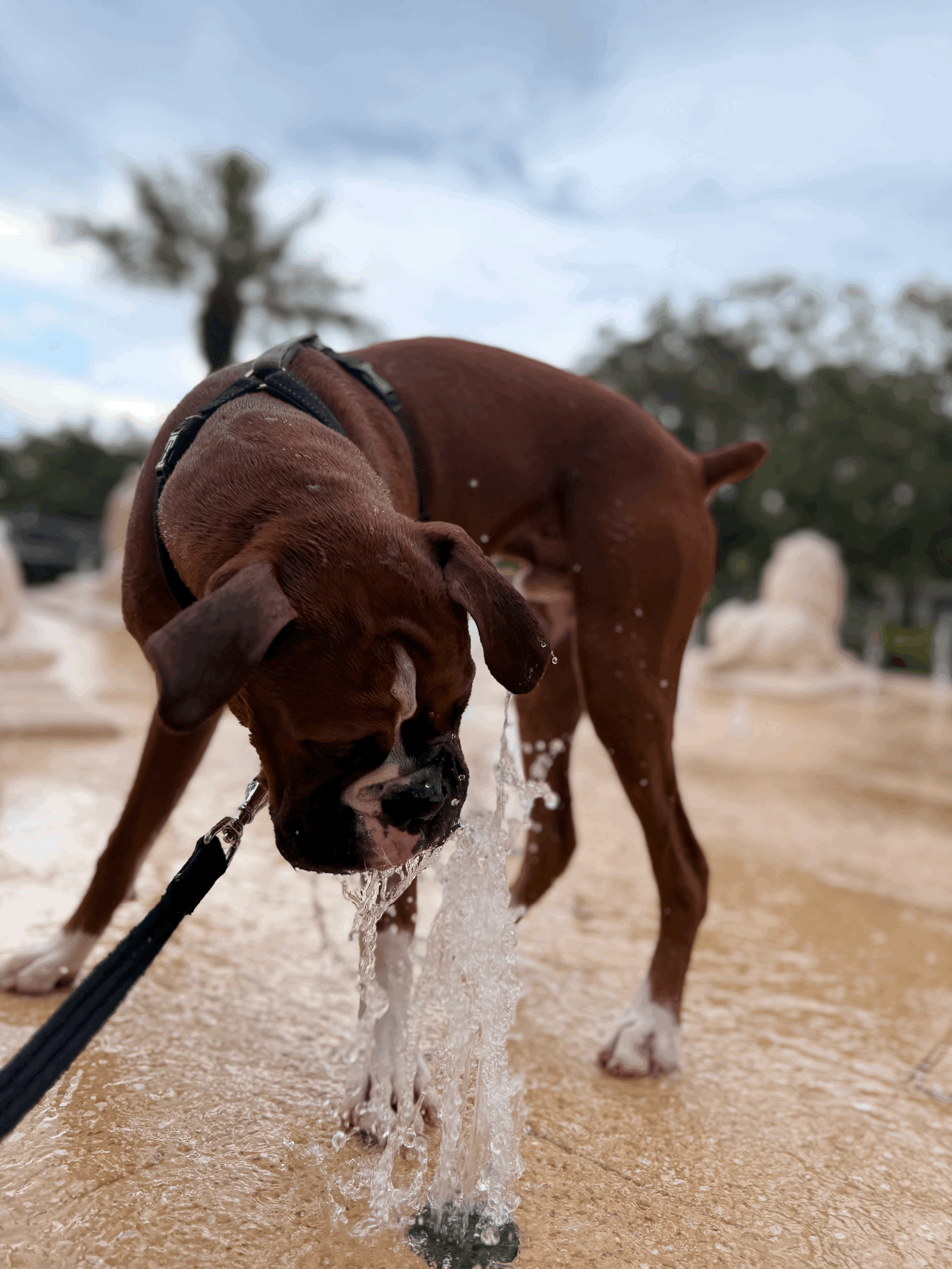 How to Exercise and Enrich Your Dog When It’s Too Hot to Walk in Tampa