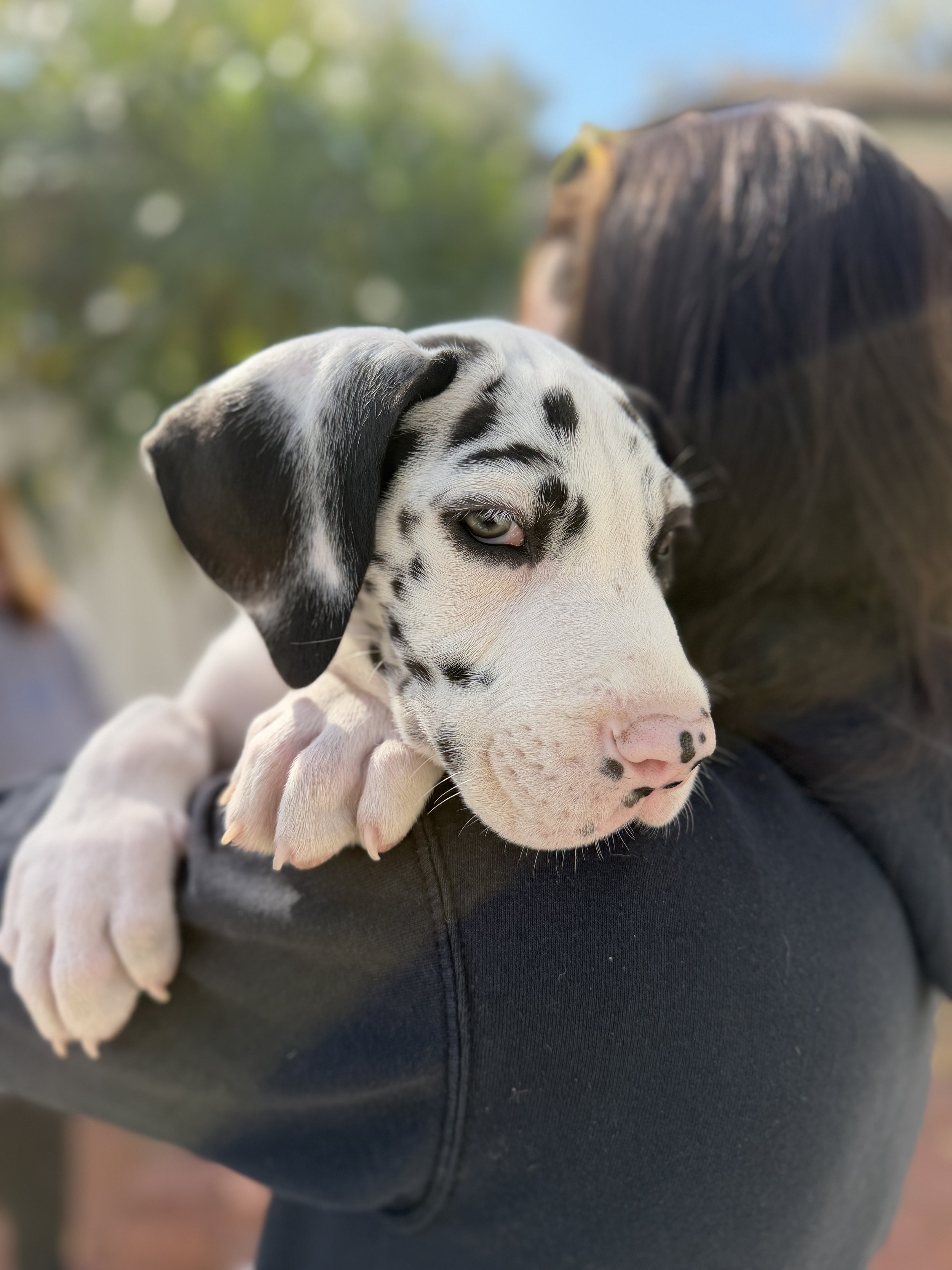 How to Socialize a Puppy Before They’re Fully Vaccinated