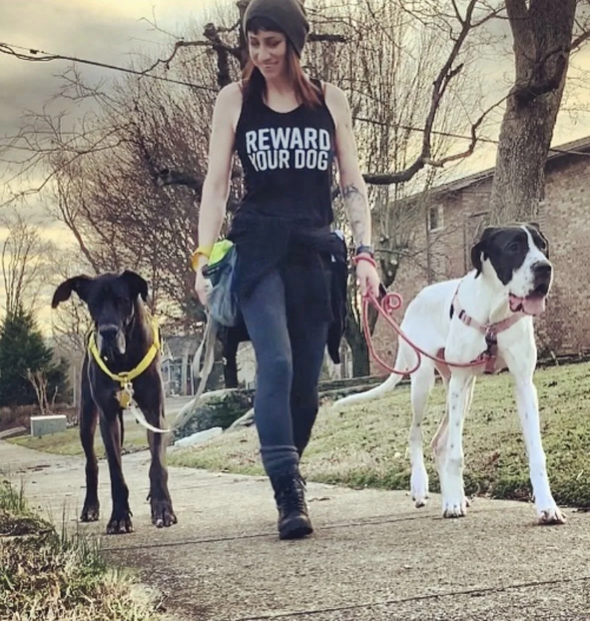 A woman walking two dogs on a sidewalk in a suburban neighborhood during sunset, one black and brown with a yellow harness and the other large white and black, both on leashes.