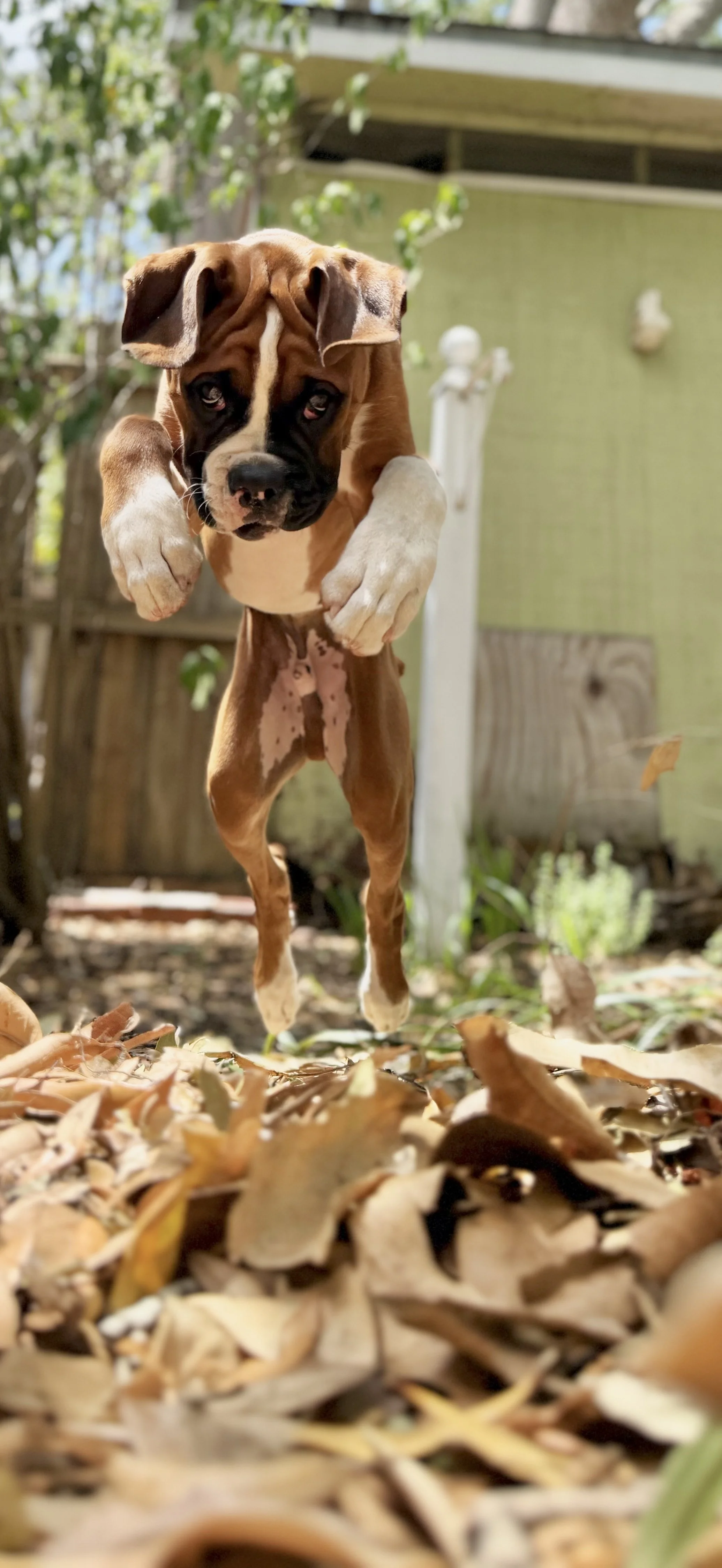 A brown and white puppy jumping towards the camera in an outdoor setting with fallen leaves in the foreground.