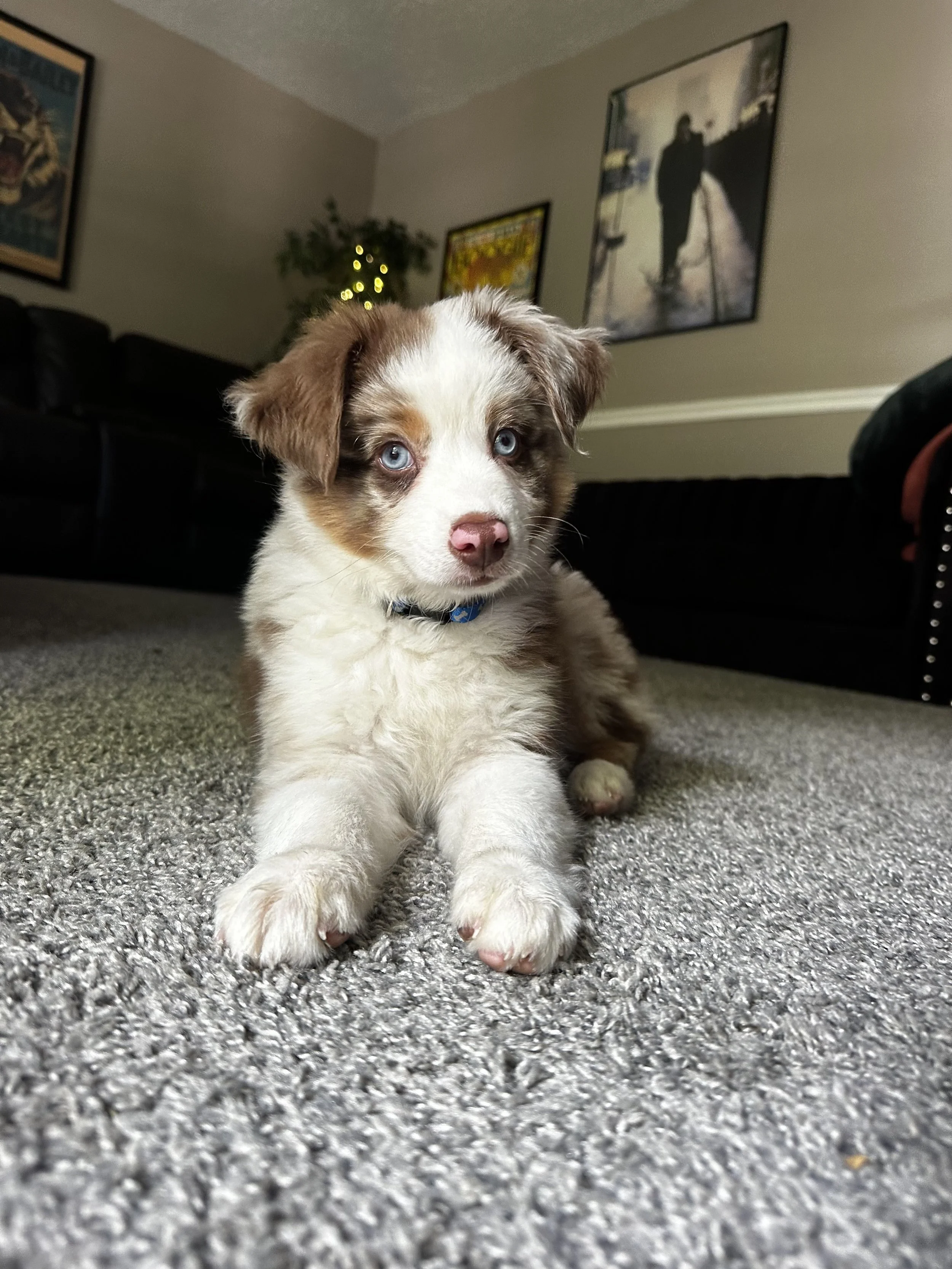 Close-up of a cute Australian Shepherd puppy with blue eyes sitting on a gray carpet in a living room, with wall art and a plant in the background.