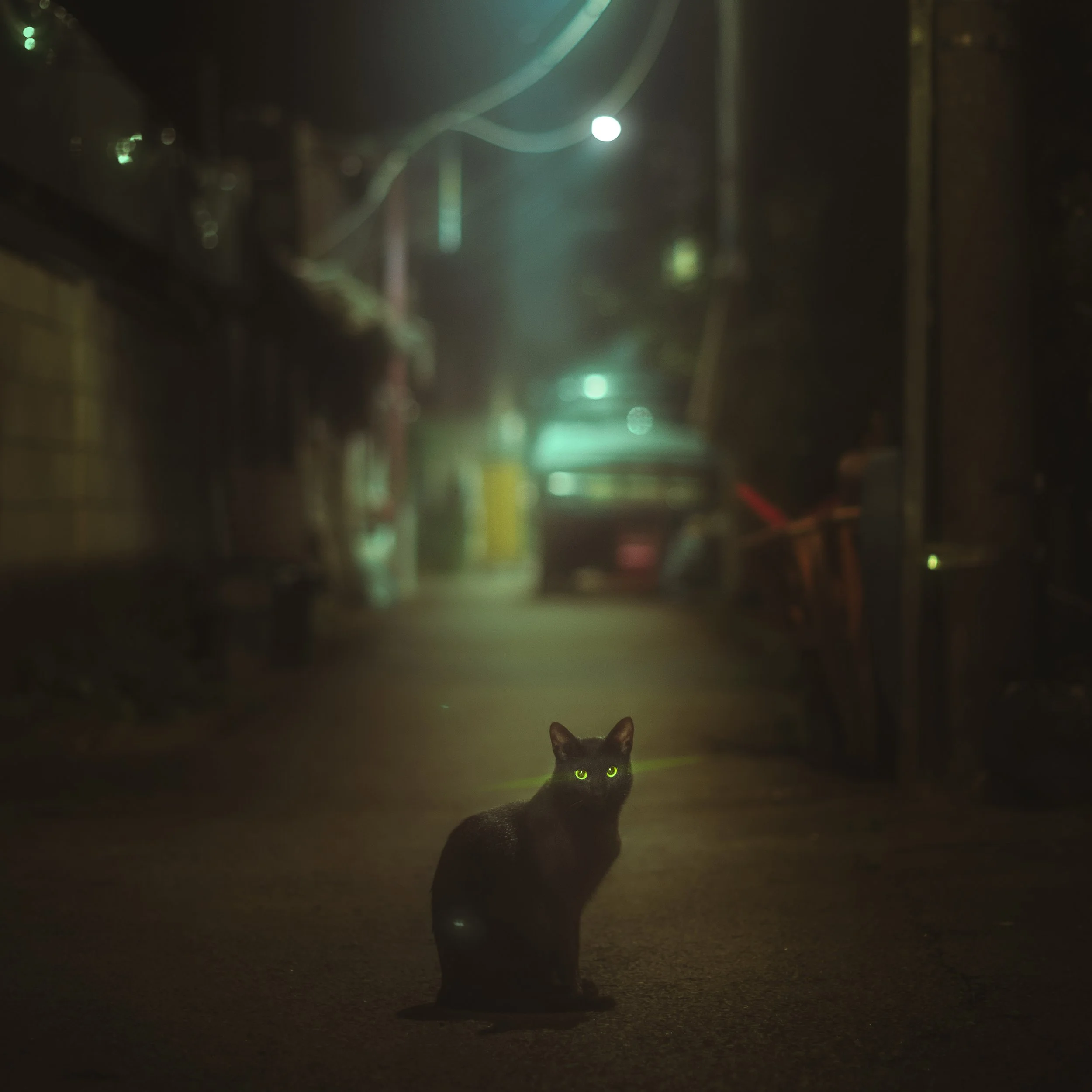 A stray cat sits in the middle of a dark alley in Seoul, South Korea.