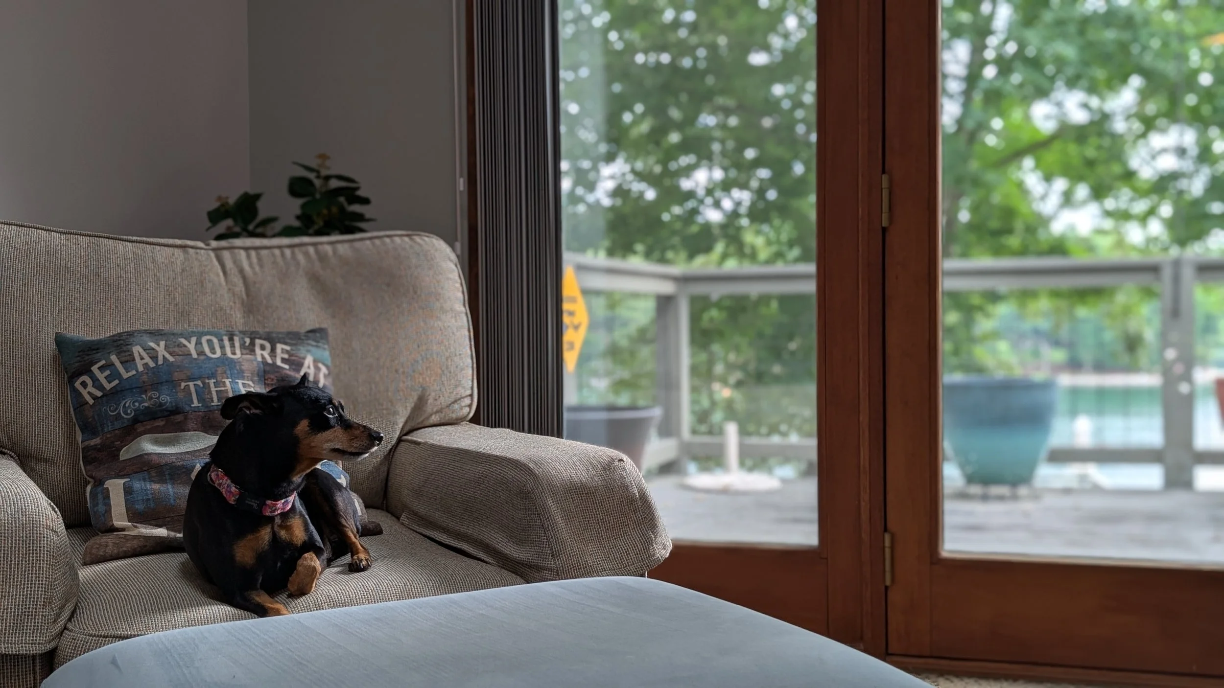 A small black and tan dog sitting on a beige sofa with a cushion that says 'Relax You're At The Lake' in a room next to glass doors leading to an outdoor wooden deck with potted plants and trees overlooking a lake.