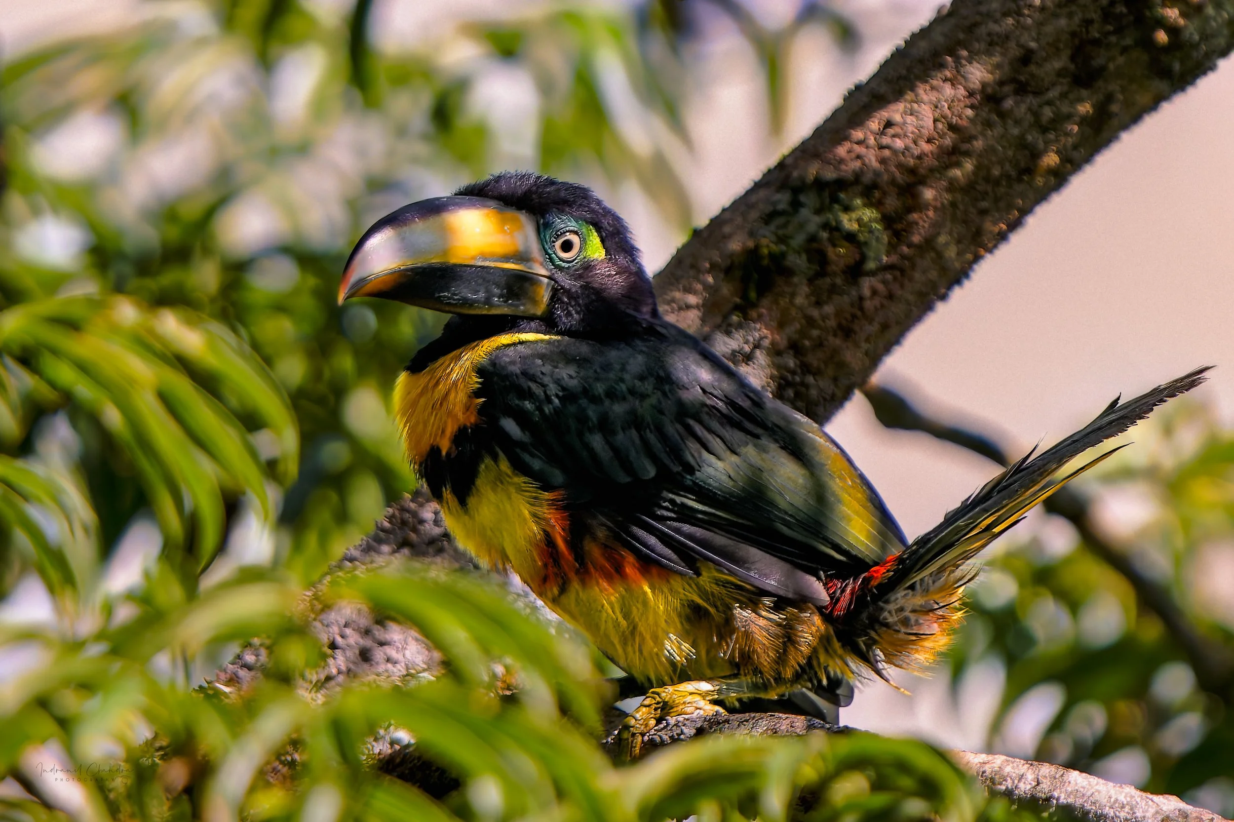 Many banded Aracari, a smallish member of the toucan family, in the Ecuadorian Amazon forest.
