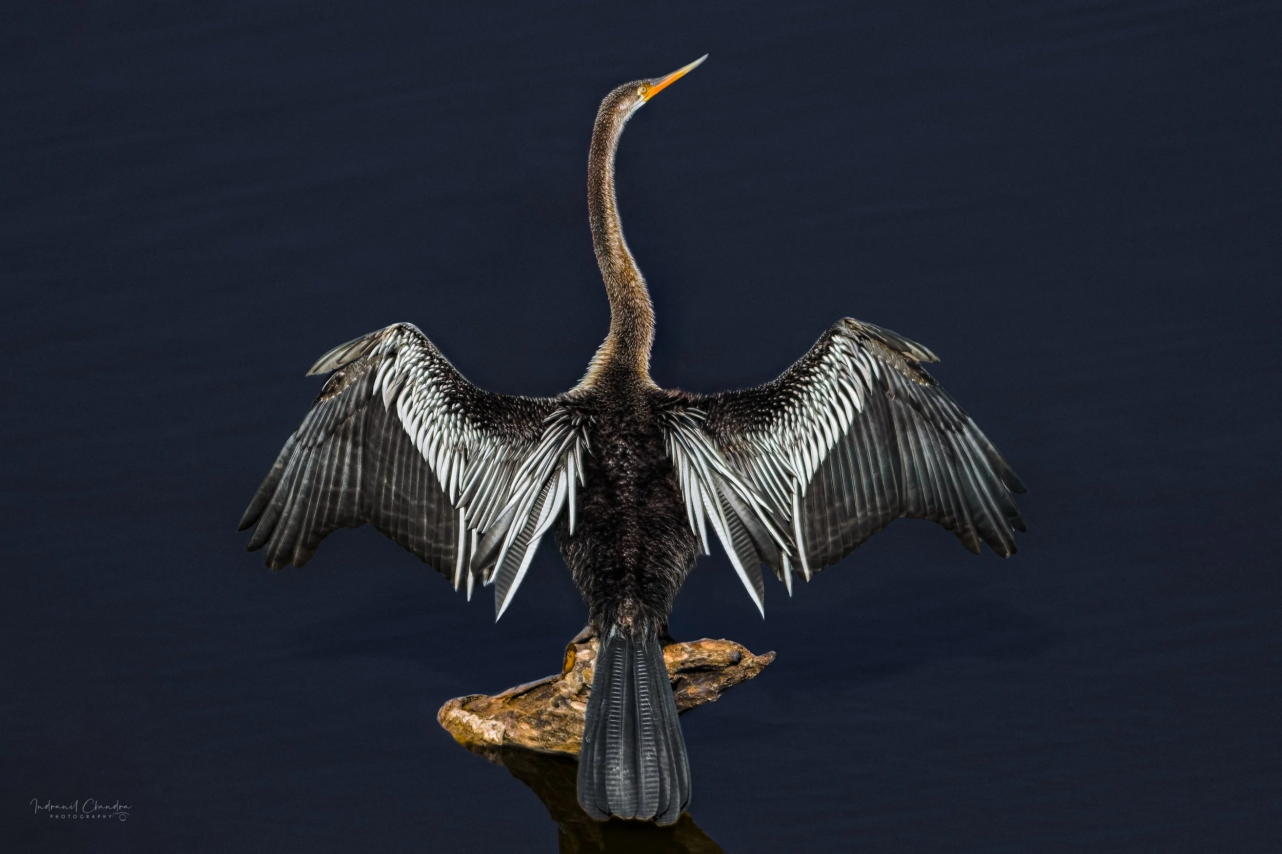 Oriental Darter Drying Its Wings TruLife Acrylic Wall Art - Indranil Chandra Photography