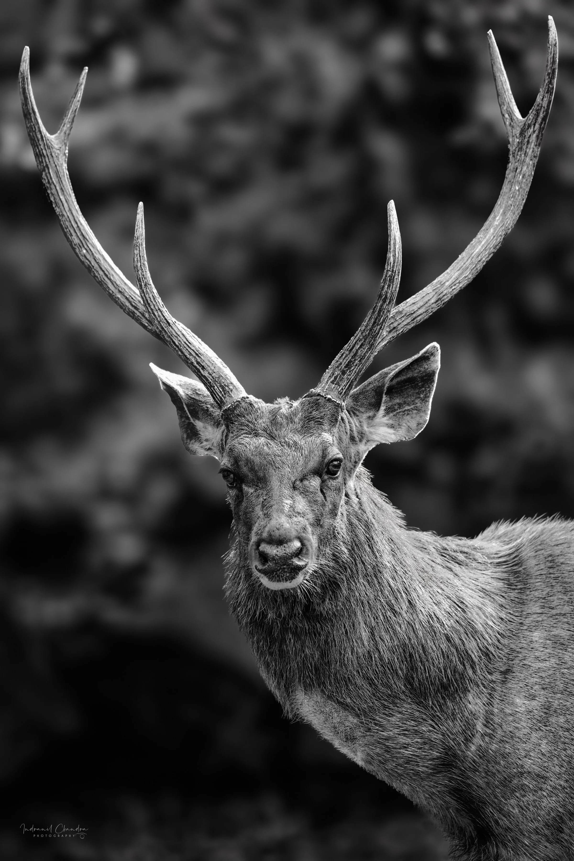 Portrait of a Sambar Deer TruLife Acrylic Wall Art - Indranil Chandra Photography