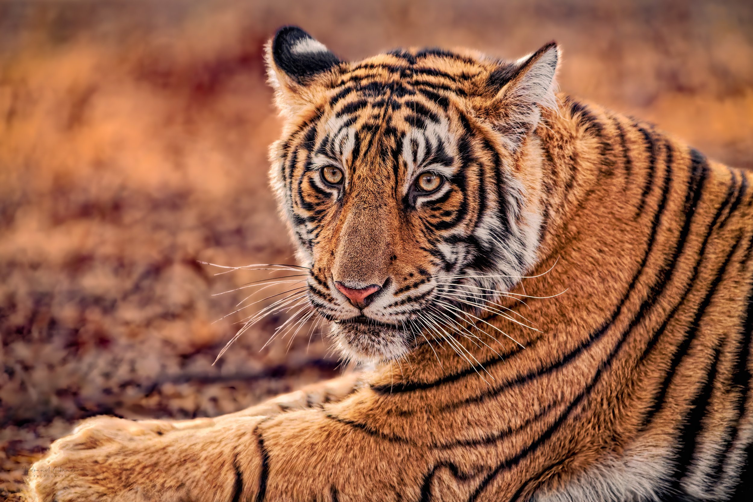 Bengal Tiger Portrait Gallery Metal Wall Art - Indranil Chandra Photography