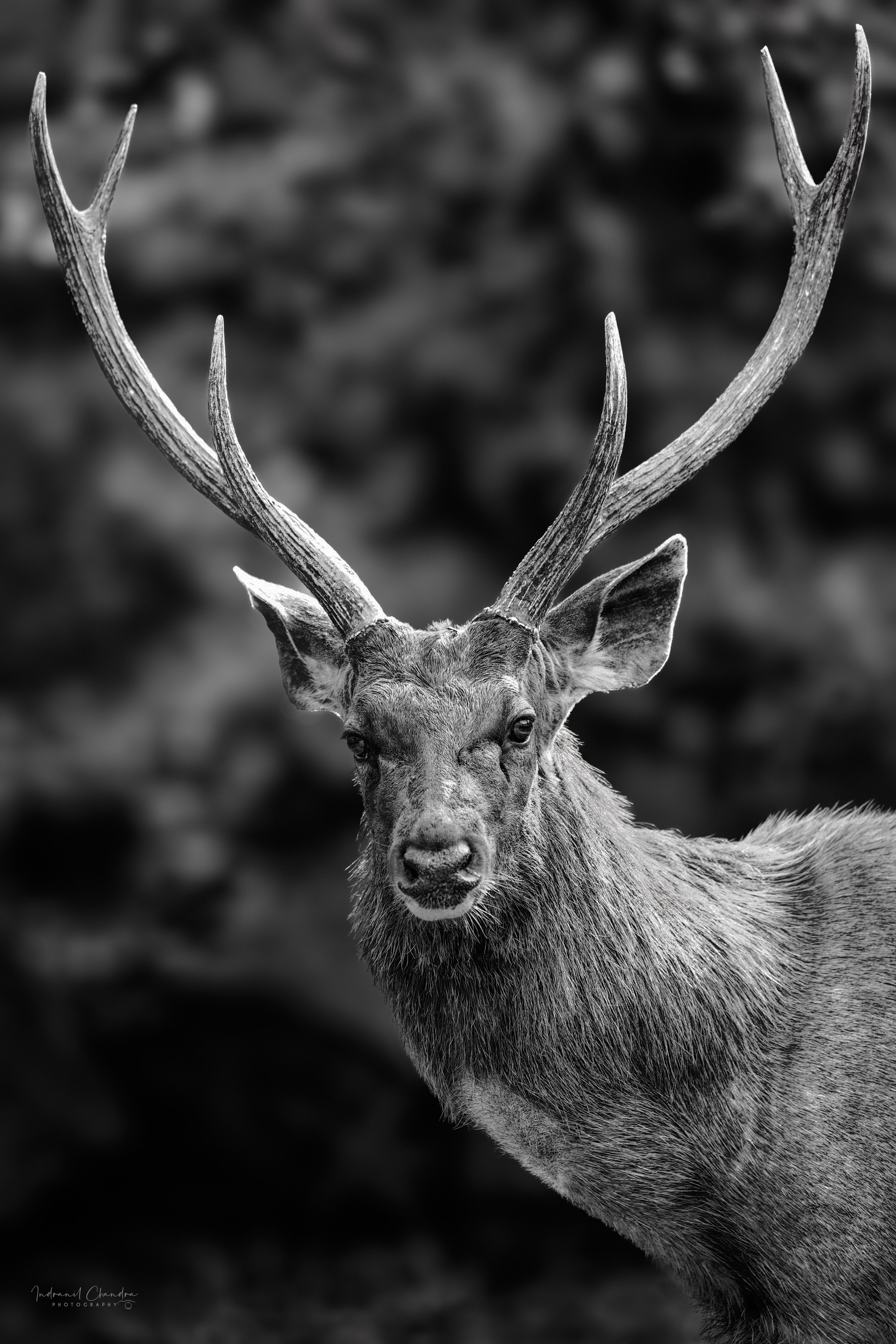 Portrait of a Sambar Deer Gallery Metal Wall Art - Indranil Chandra Photography