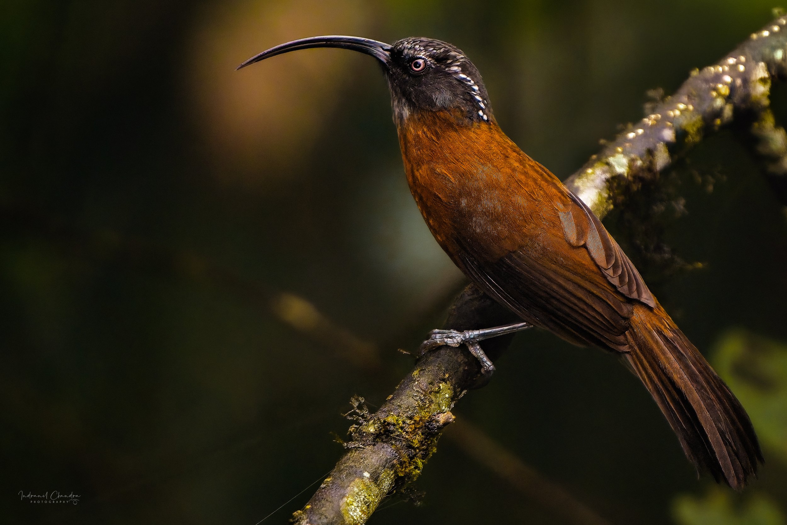 Slender billed Scimitar Babbler, sighted in Tendong Forest, in Sikkim, India.