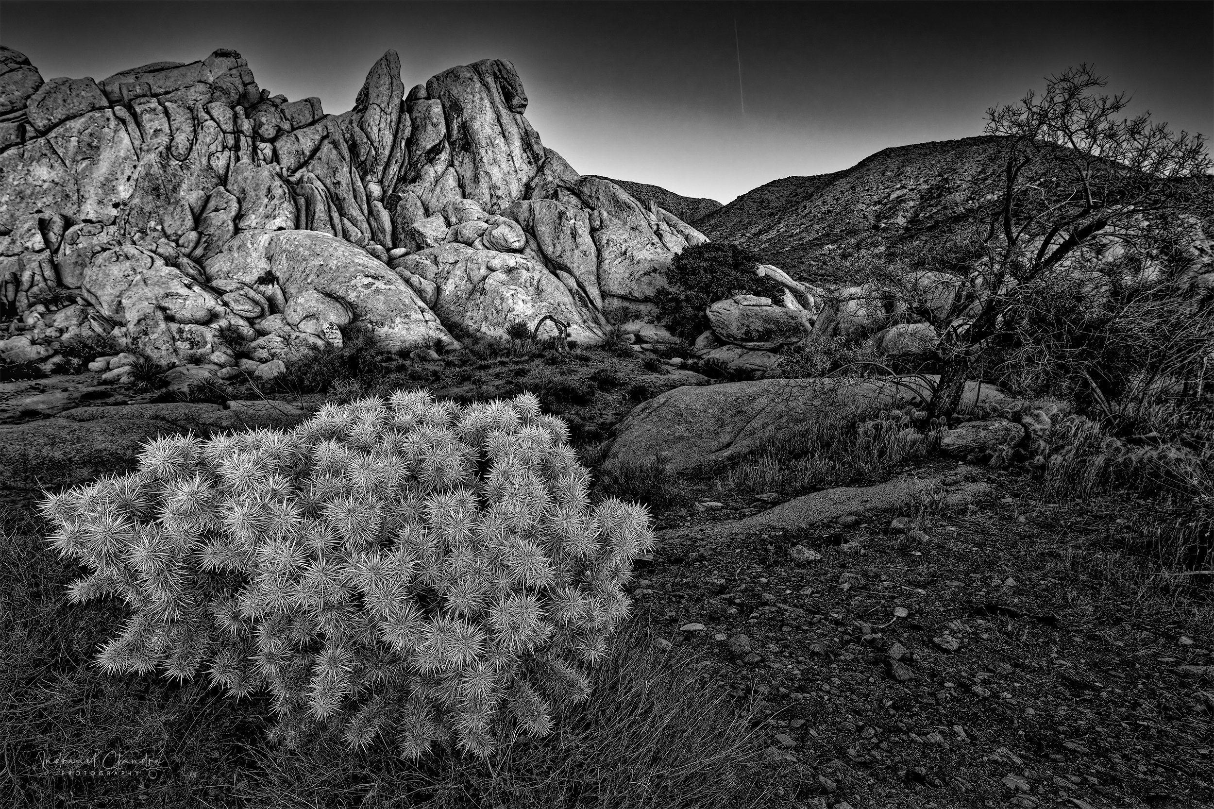 Joshua Tree Cholla Cactus with Meteor Gallery Metal Wall Art - Indranil Chandra Photography