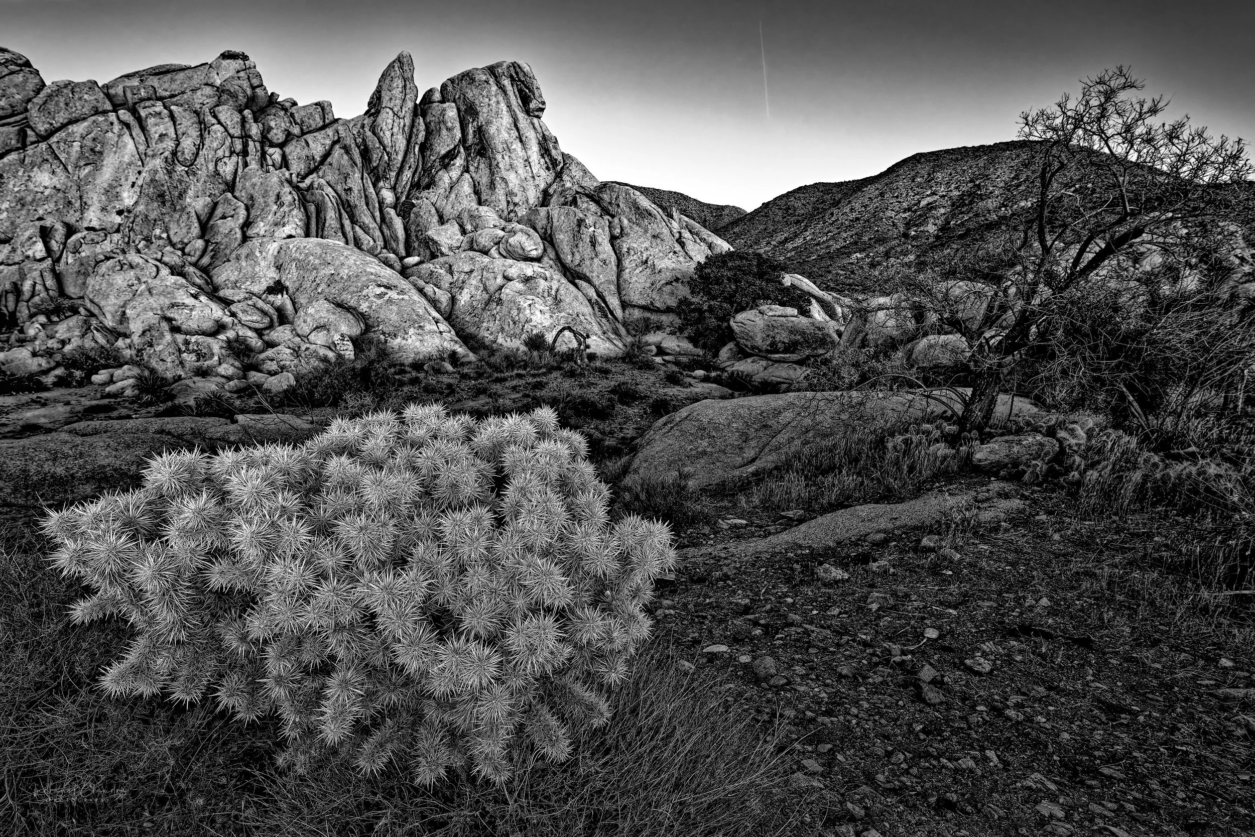 Black and white landscape of Joshua Tree National Park, showcasing rugged rock formations, a striking cholla cactus in the foreground, and a faint meteor streaking across the night sky.