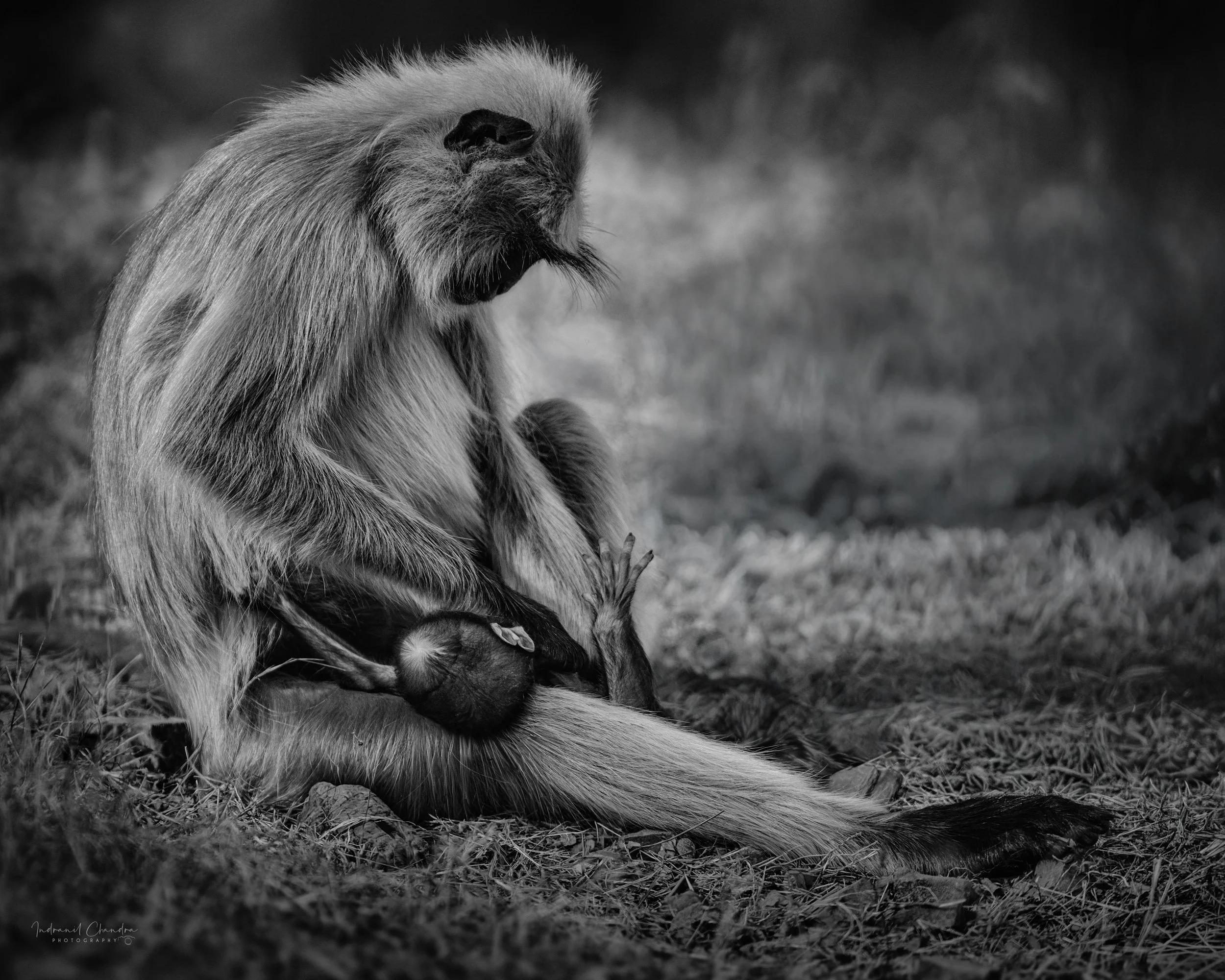 A quiet moment of tenderness between a mother langur and her baby in the forests of Rajasthan, India.