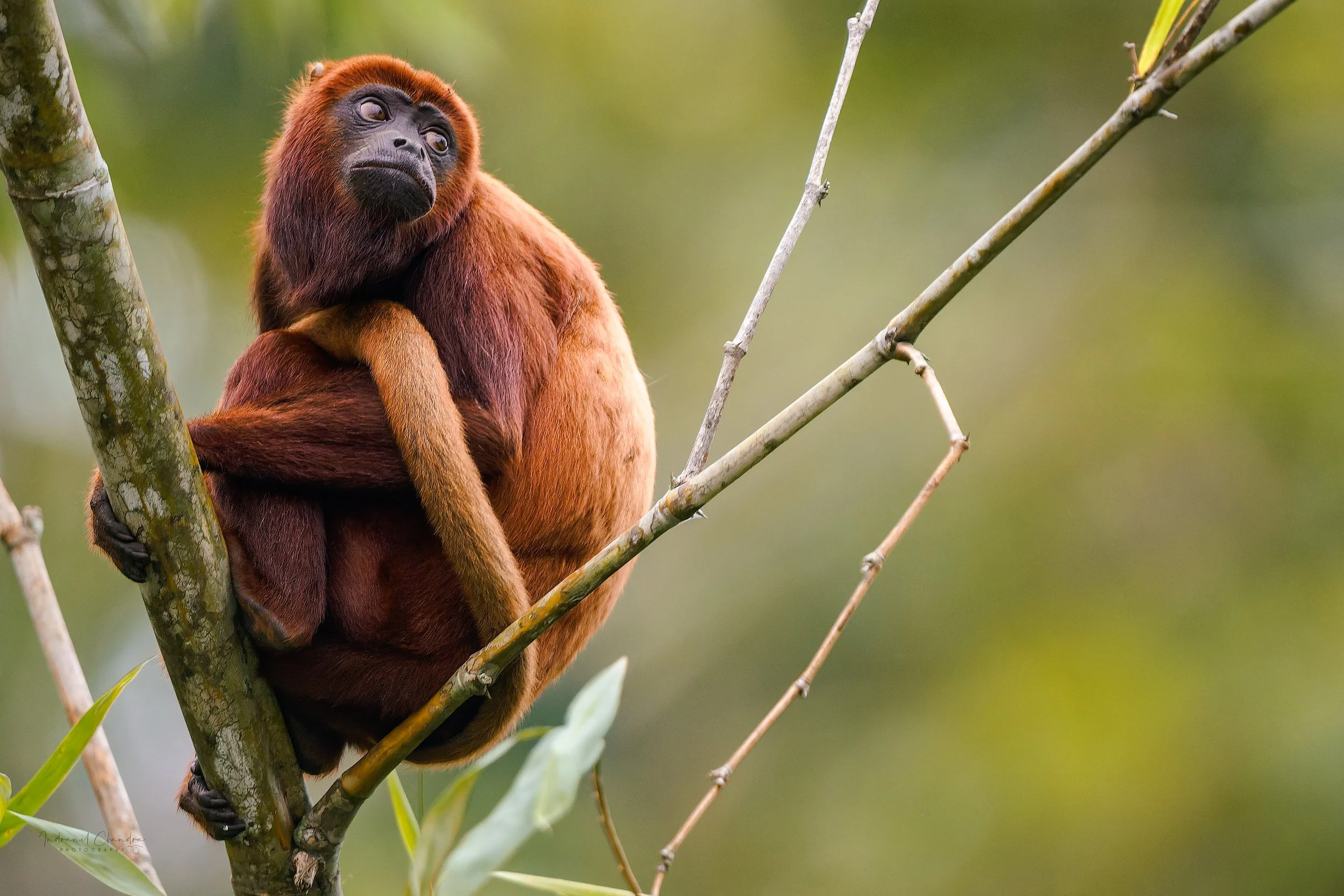 Red Howler monkey, in the Ecuadorian Amazon forest.