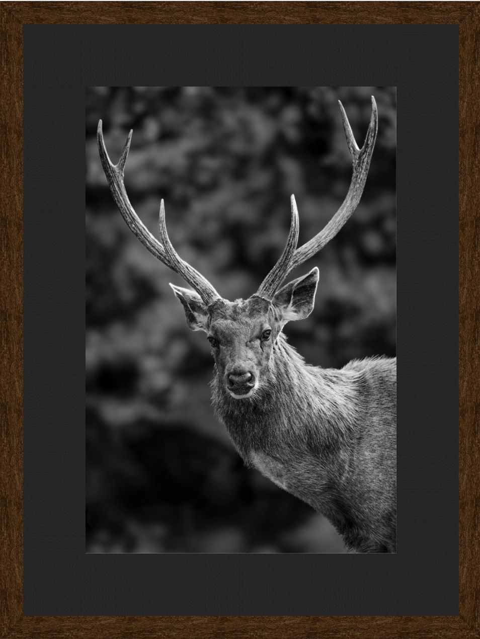 Black and white photograph of a majestic stag with large antlers, standing outdoors with a blurred natural background.