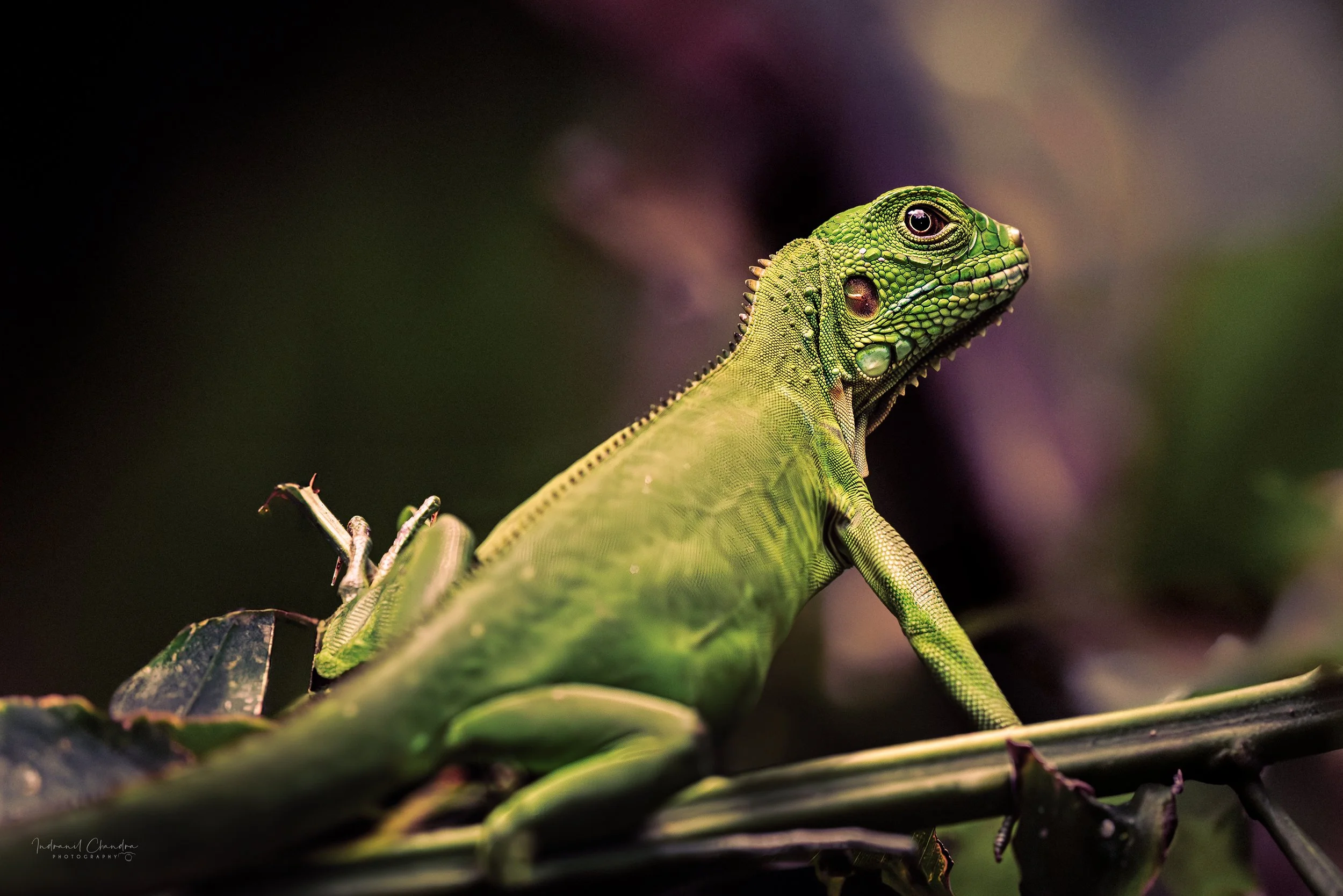 Iguana, in Manuel Antonio National Park in Costa Rica.