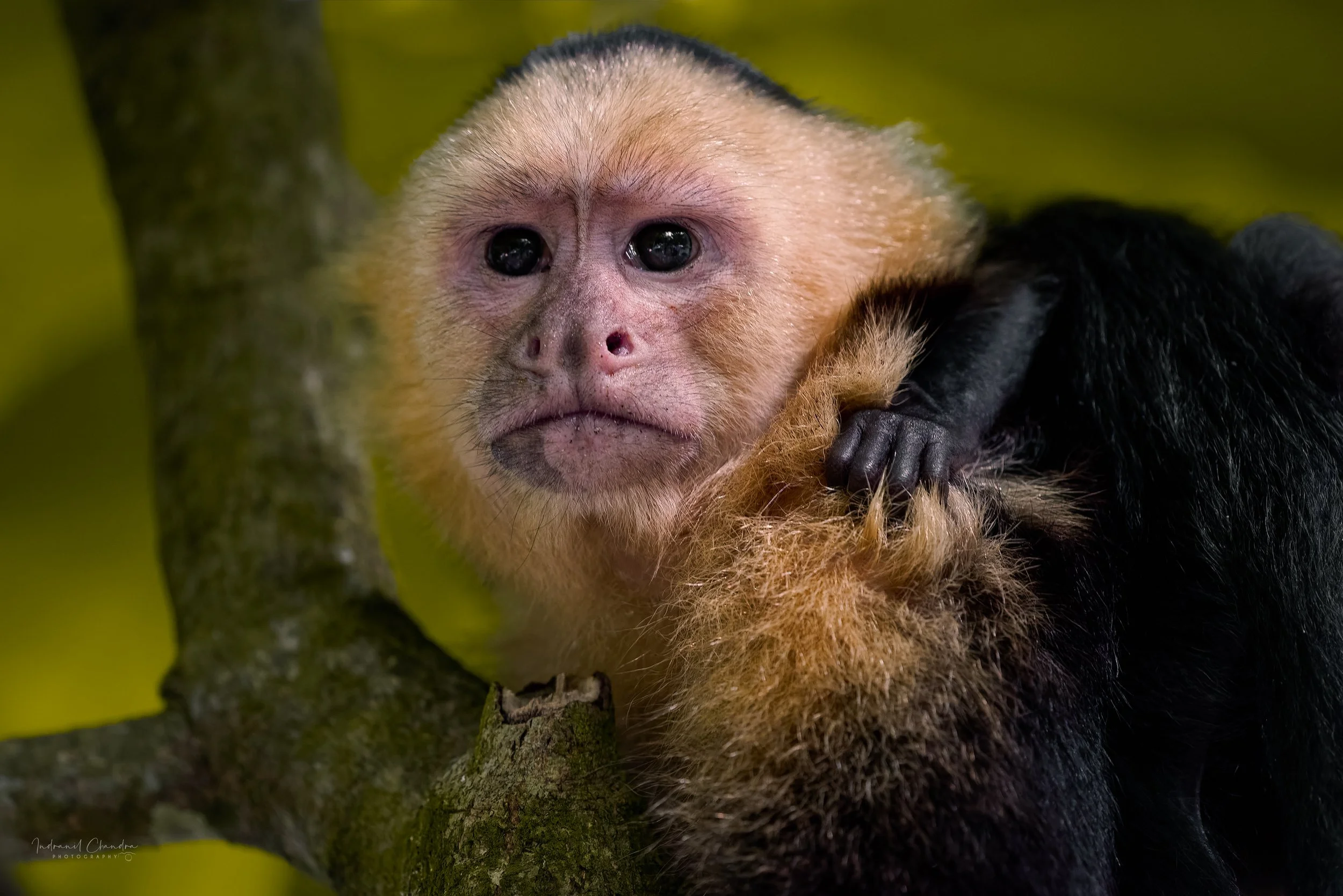 Capuchin monkey carrying baby in Manuel Antonio, Costa Rica.