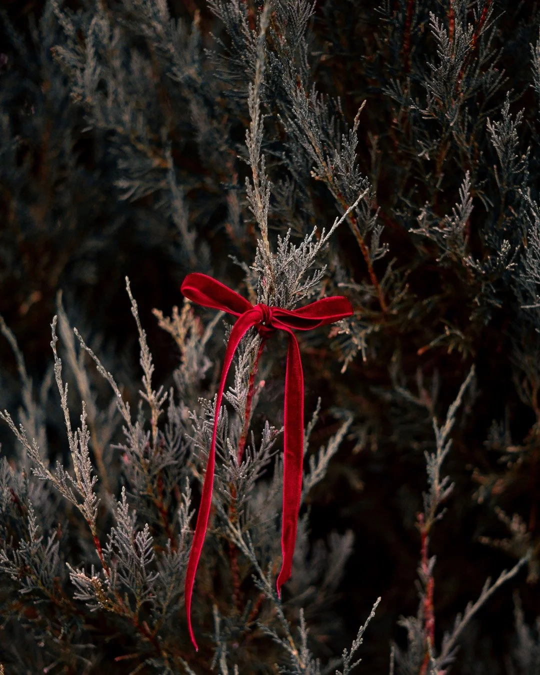 Every dollar counts and every bit makes a difference. 

Donate today and help us make sure no family feels forgotten this Christmas. 

We steward every gift with care.  https://www.zeffy.com/en-US/donation-form/donate-to-change-lives-2672

#holidaygi