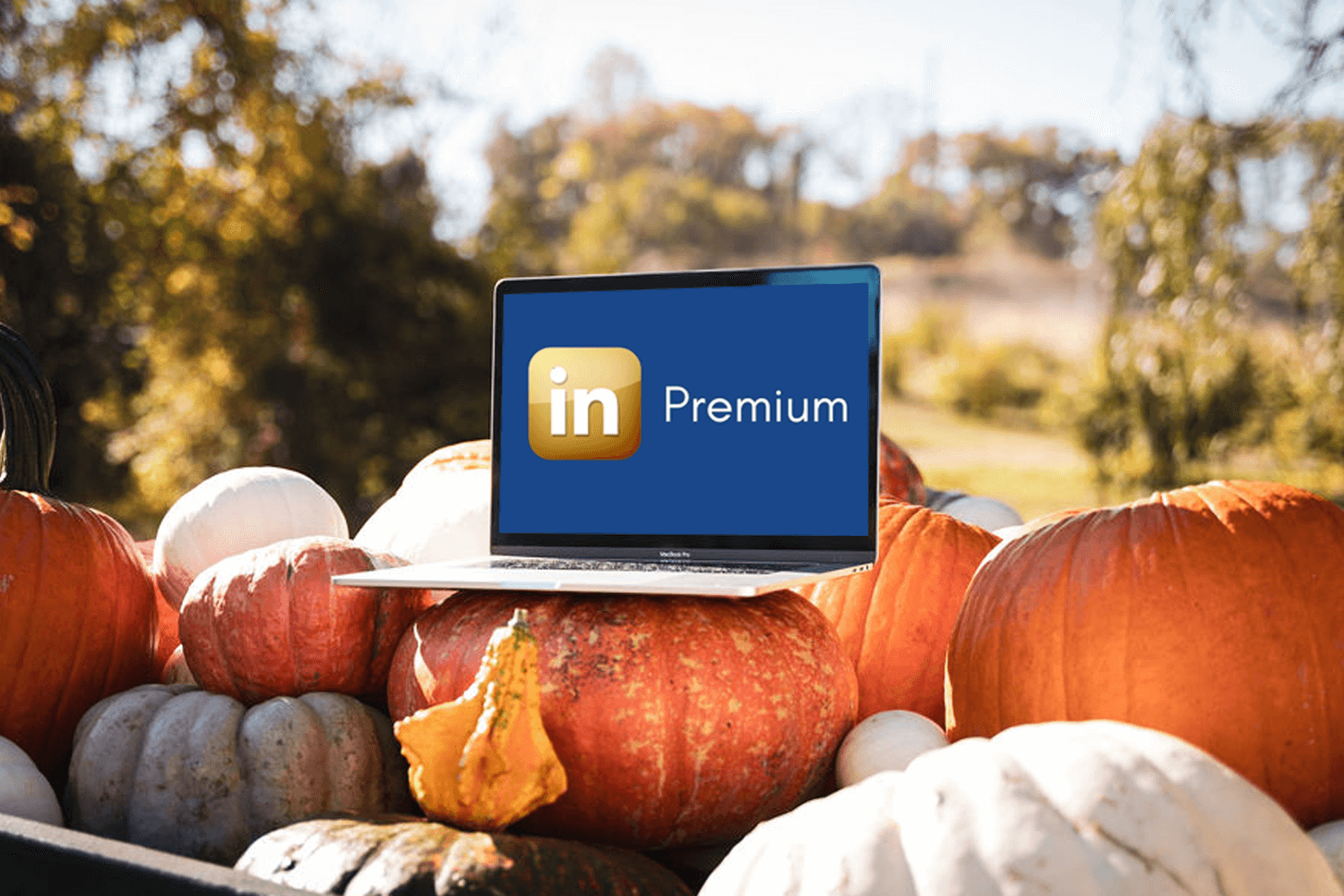 Exploring LinkedIn Premium (and why I am sticking with it)