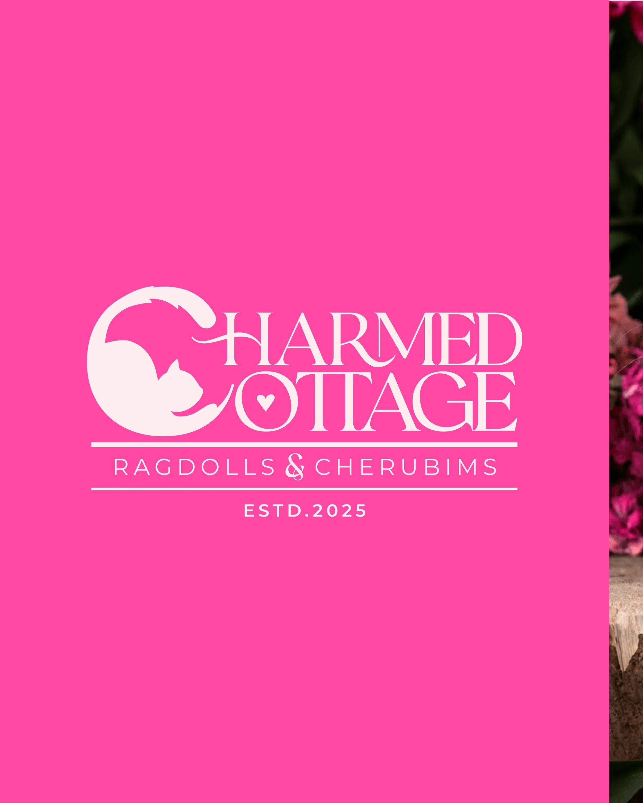 Not every category gets thoughtful branding.

In the world of breeders, many identities are built from quick DIY solutions or heavily AI-generated visuals. AI itself isn&rsquo;t the problem. Sameness is.

For Charmed Cottage Ragdolls &amp; Cherubims,