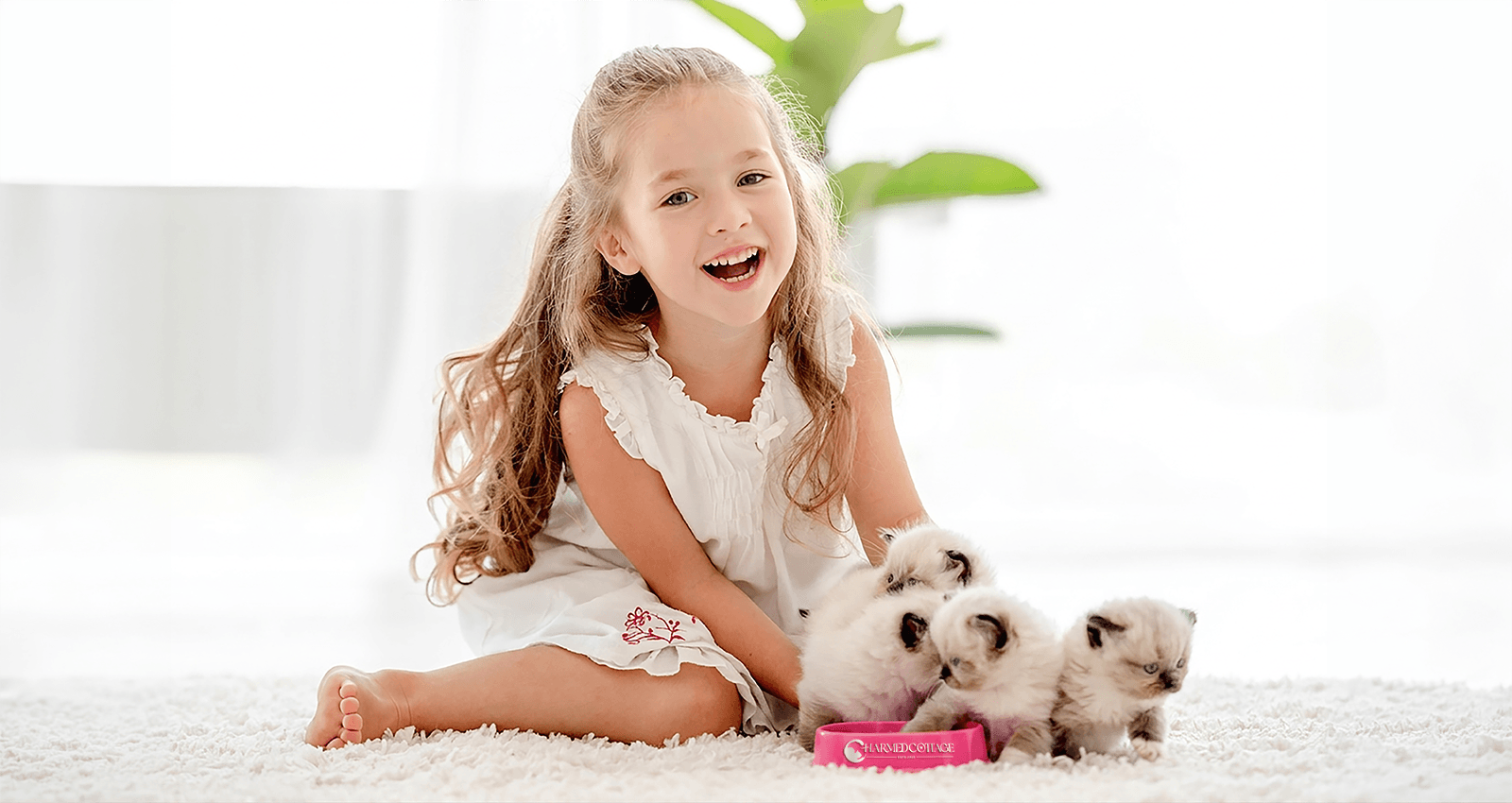 Young girl in white dress sitting with 4 ragdoll kittens