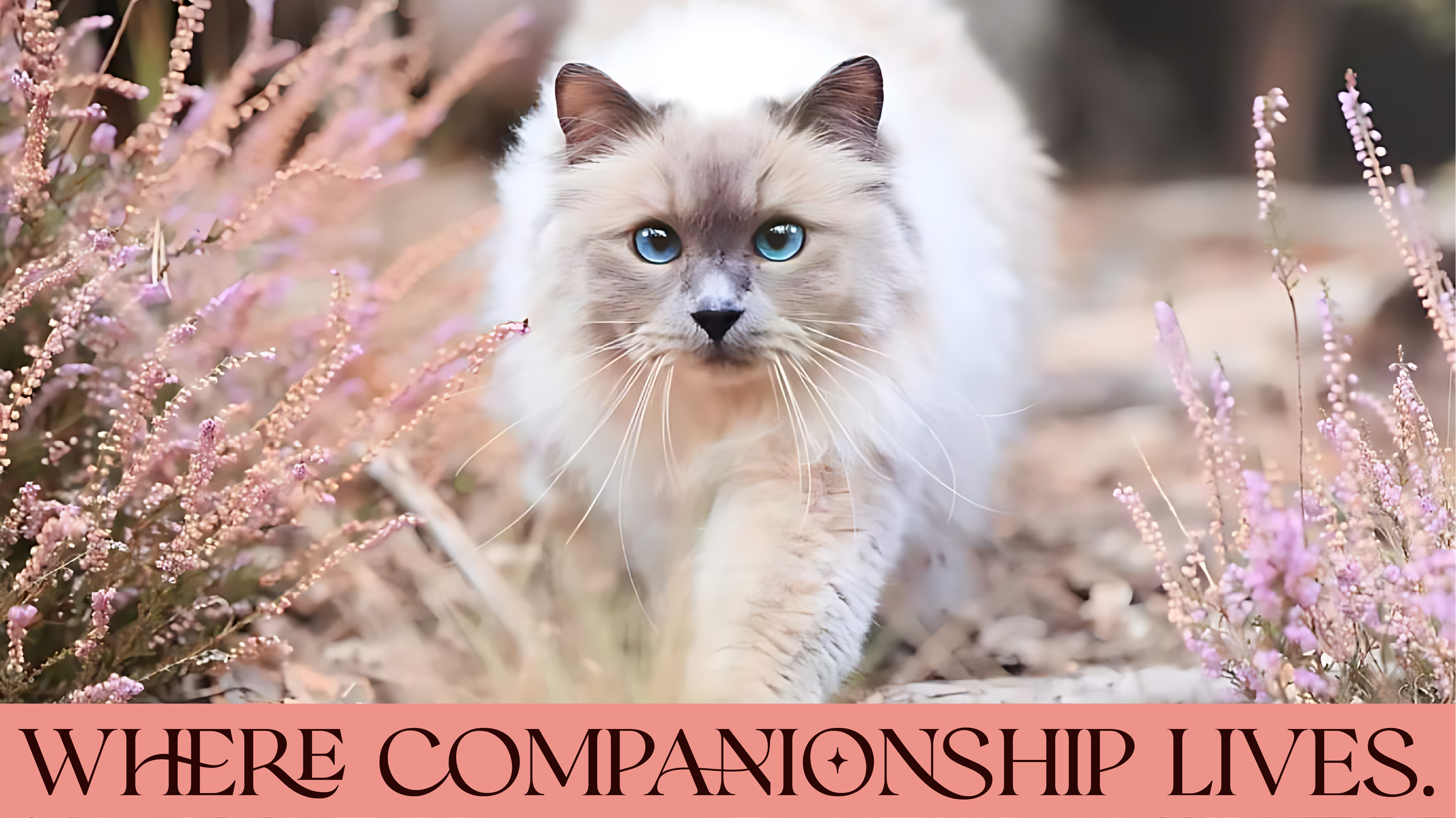 Ragdoll cat outside in garden with peach flowers. Quote saying where companionship lives.