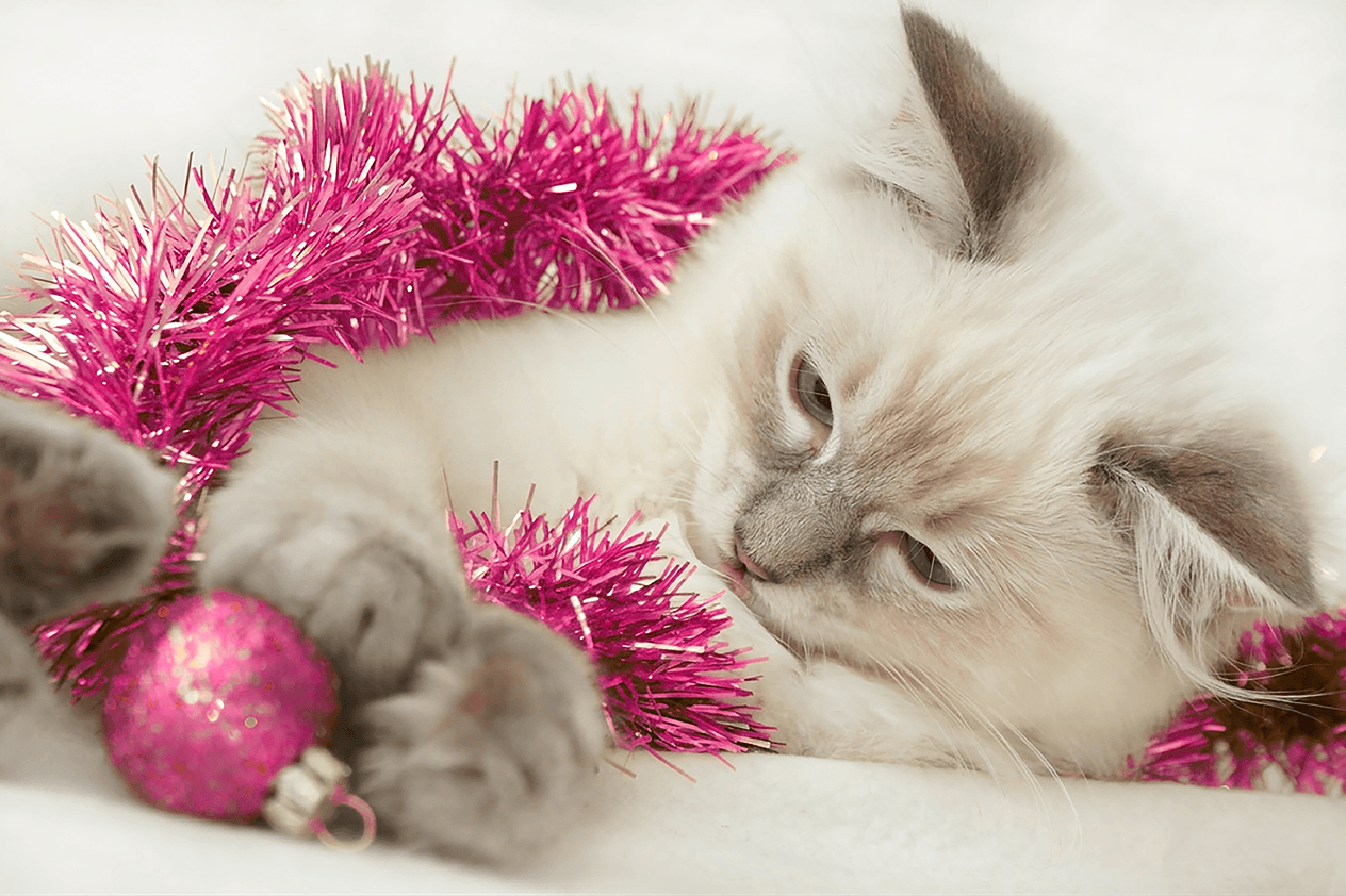 Ragdoll kitten laying with Christmas tinsel and ornament