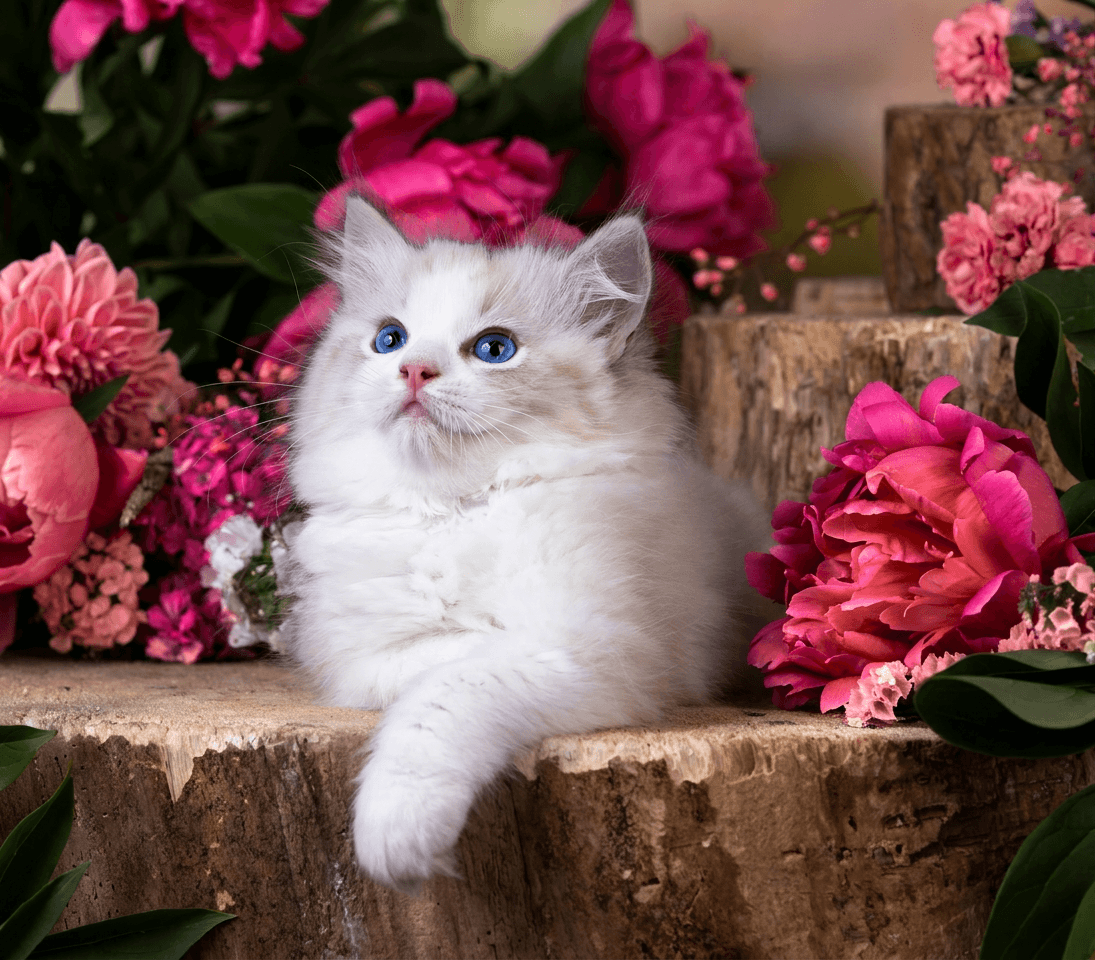 Ragdoll kitten laying on wood with pink flowers