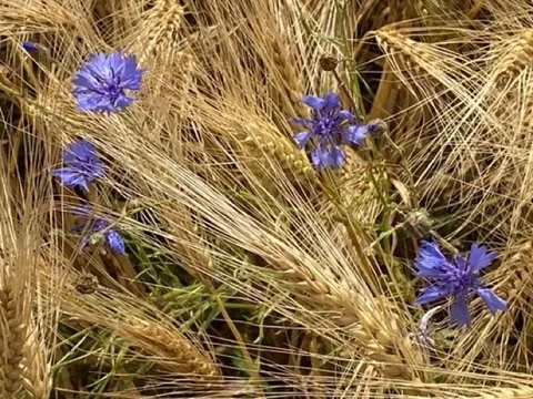 Why should writers learn botany?