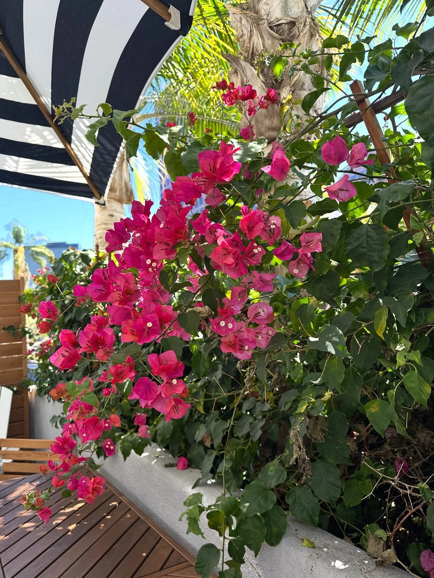 Still Life: bougainvillea + blue skies = endless summer