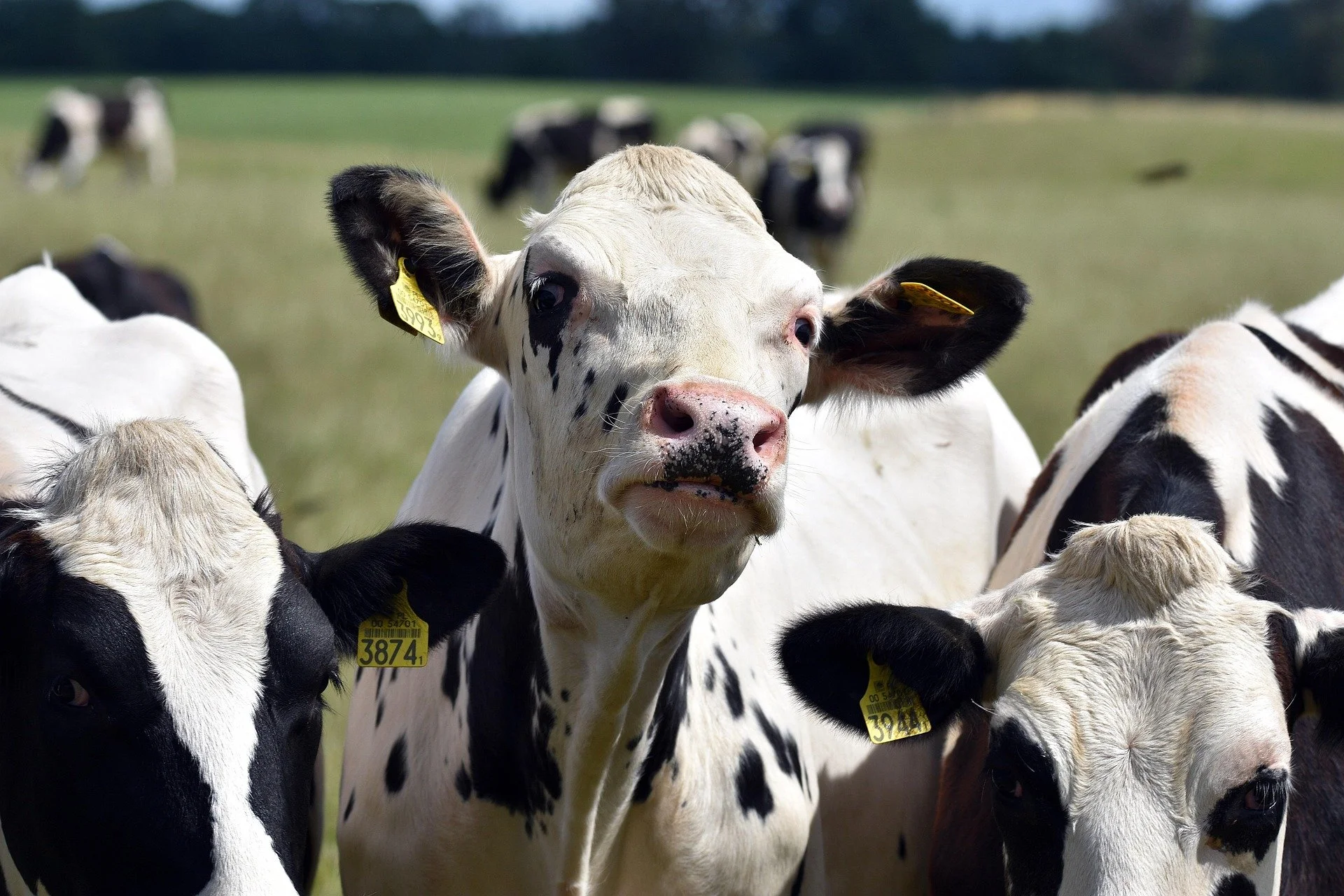 Getting cows in the right condition for mating