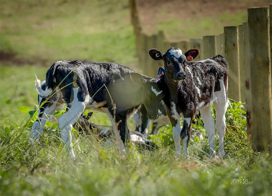 How Soon Is Too Soon? The Benefits of Letting Calves Enjoy Winter Sunshine