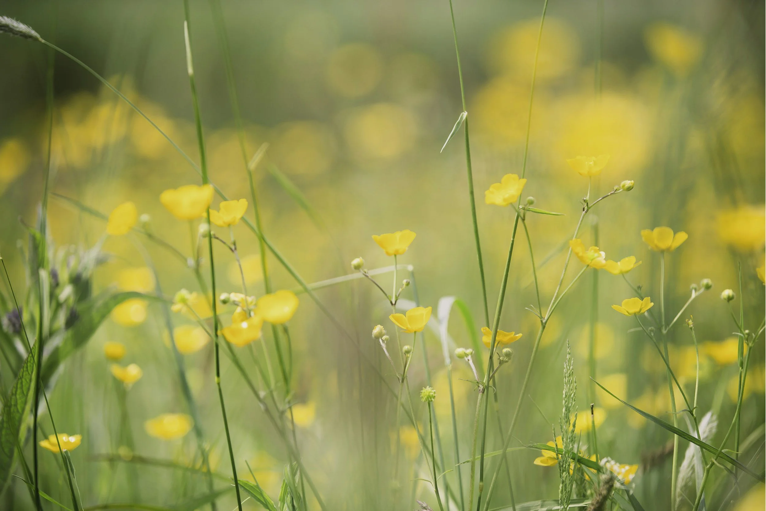 Eradicating pasture weeds on NZ dairy farms