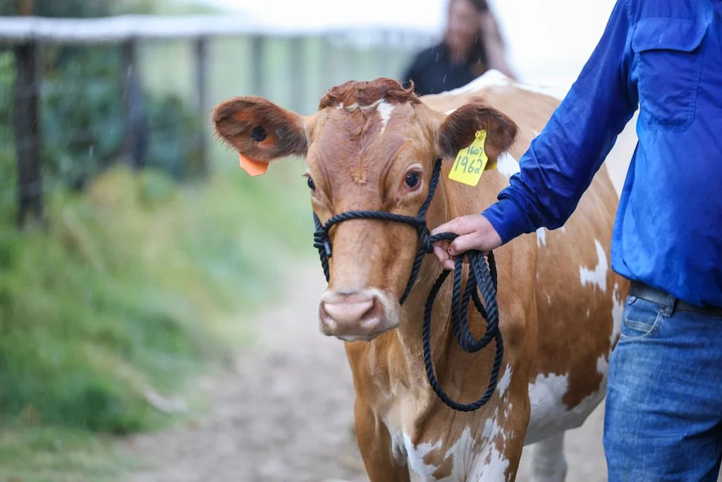 More than Milk – Building trust, value &amp; legacy