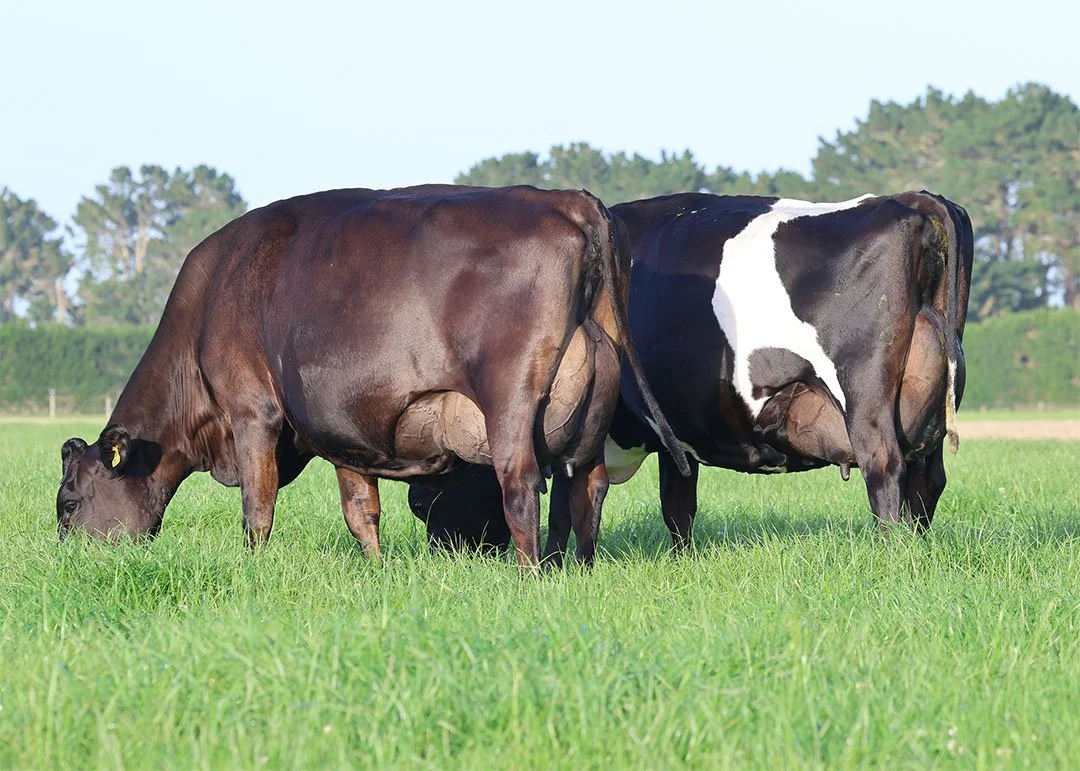 Topcross Genetics to offer their best for sale