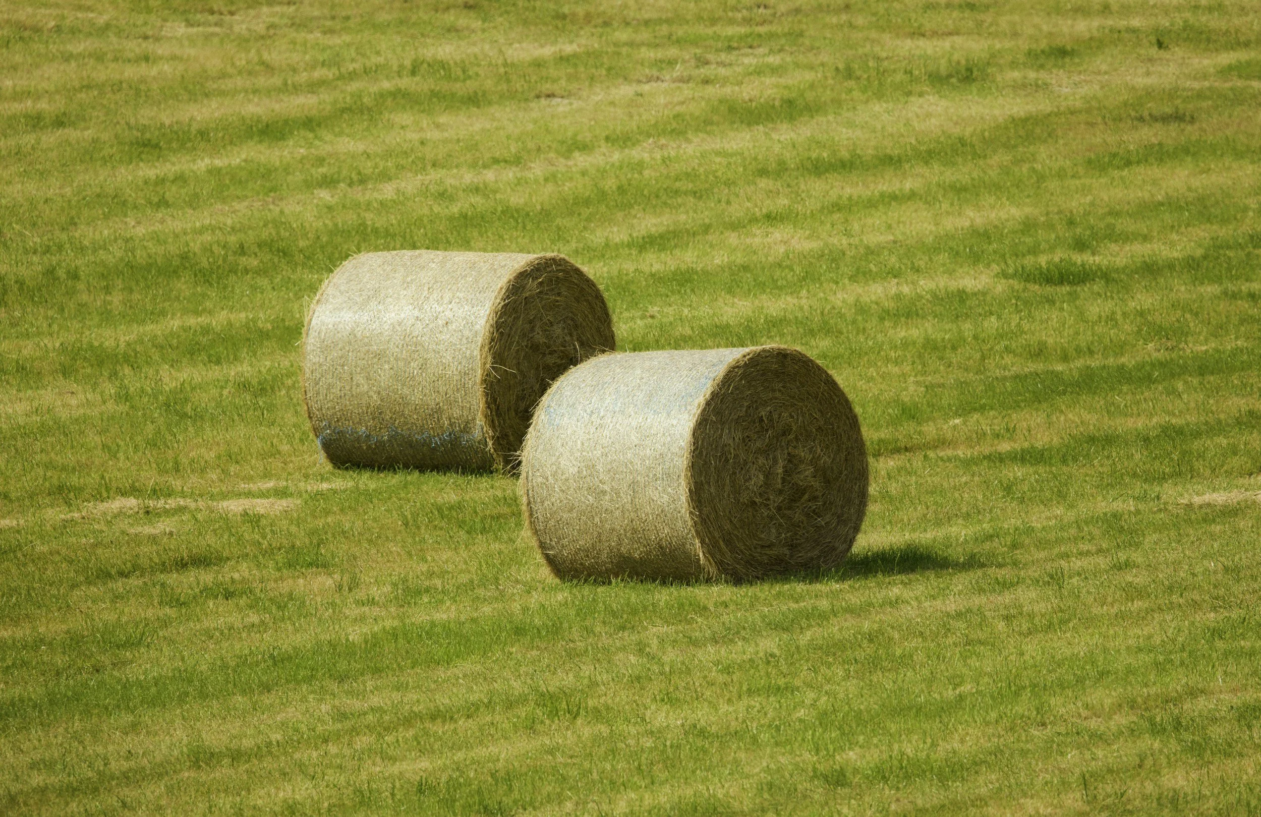 The Role of Hay and Silage in NZ Dairy Systems