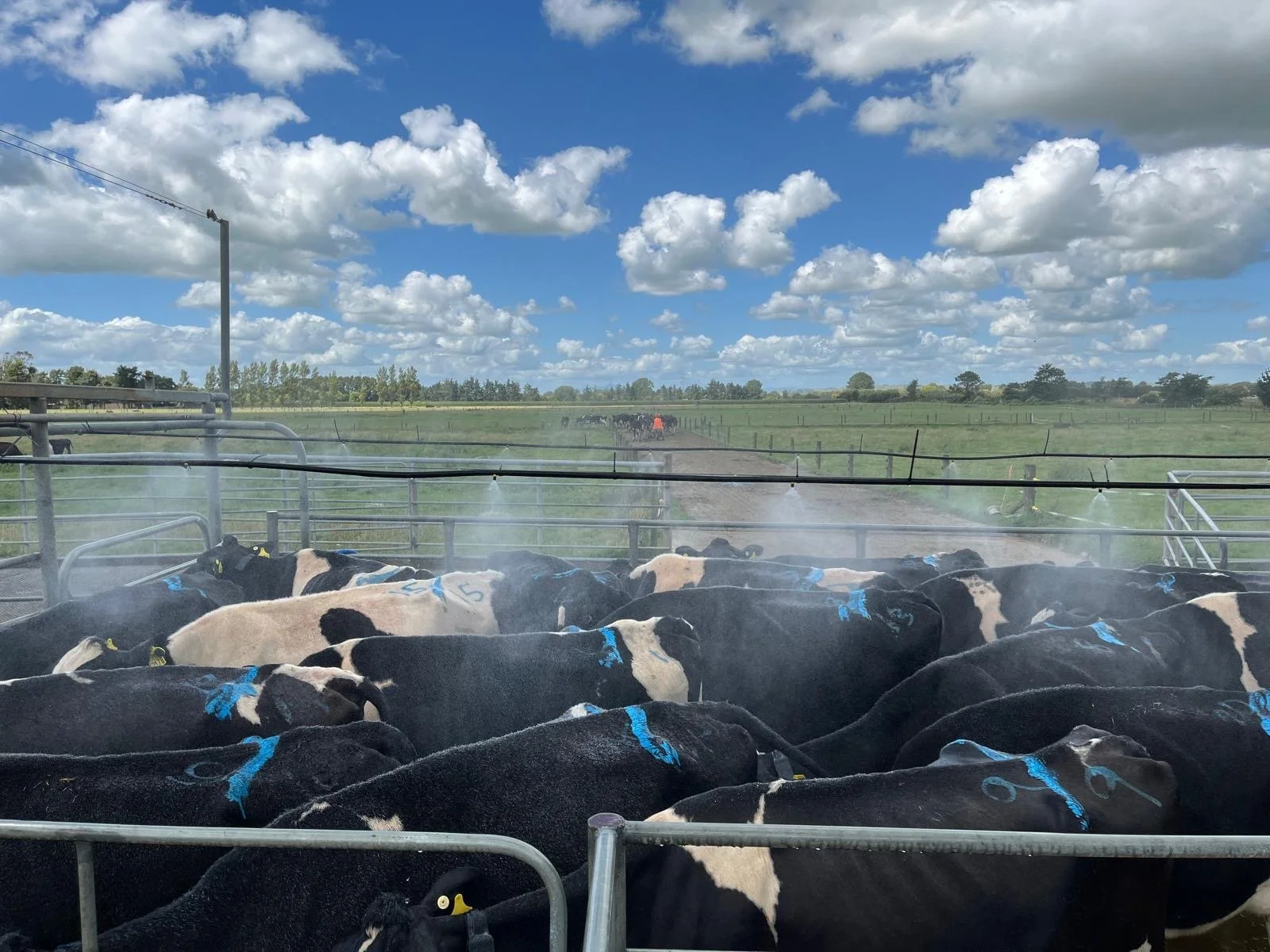 DairyNZ research in action: mitigating heat stress