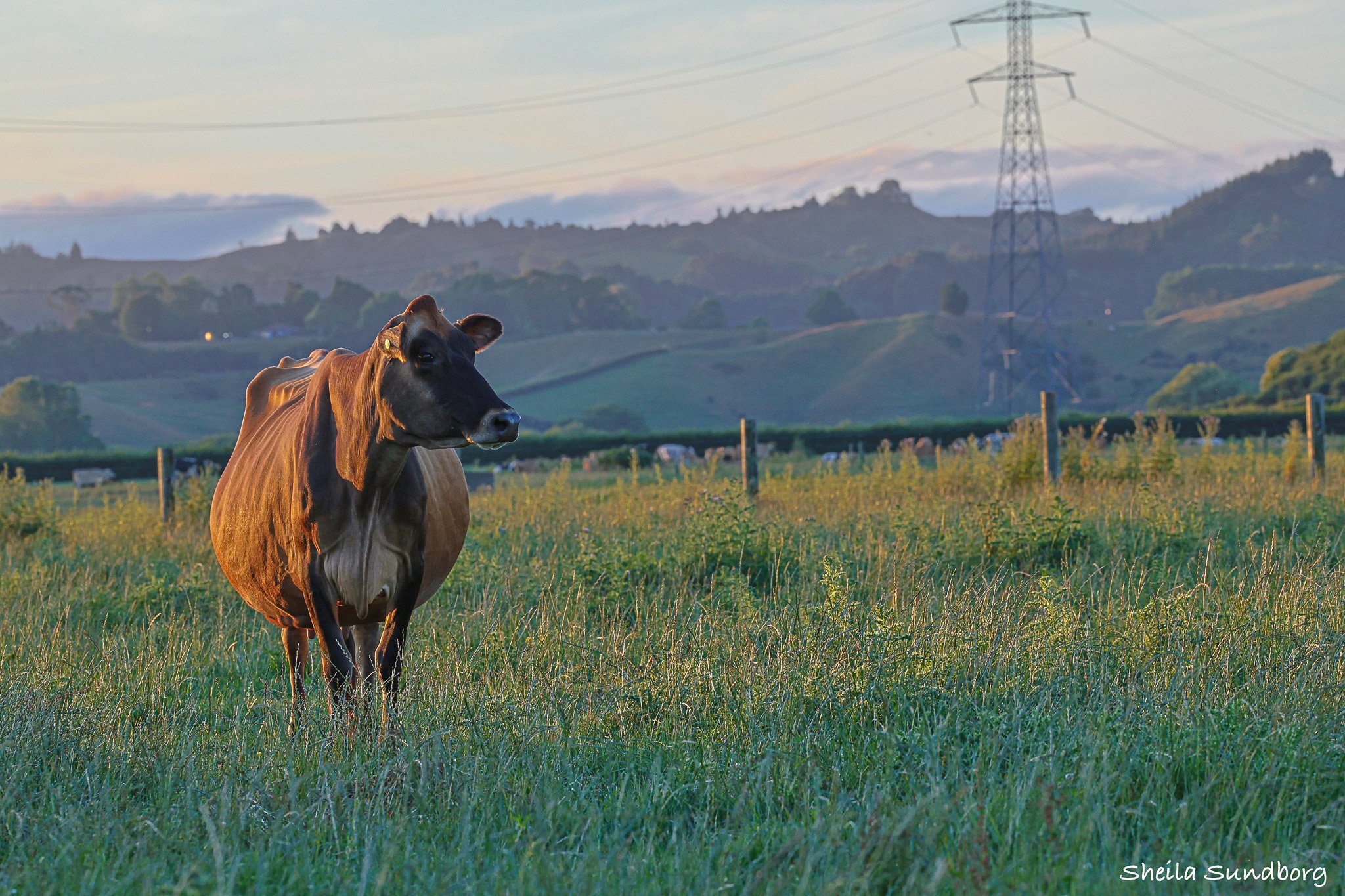 chase your dreams at ferdon 