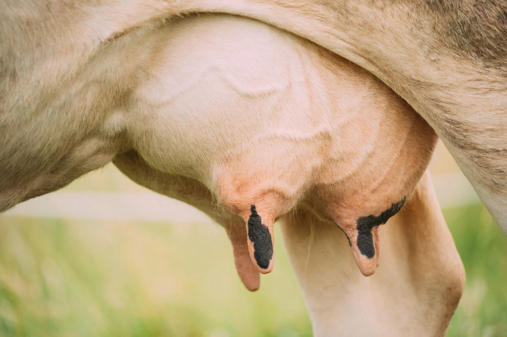Antibiotic Residues in Milk – Why Early Detection Matters