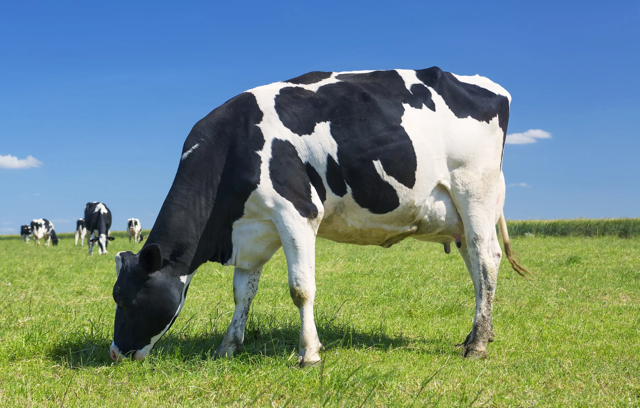 Feeding Dairy Cows Through the Dry Period: Investing in Next Season's Success
