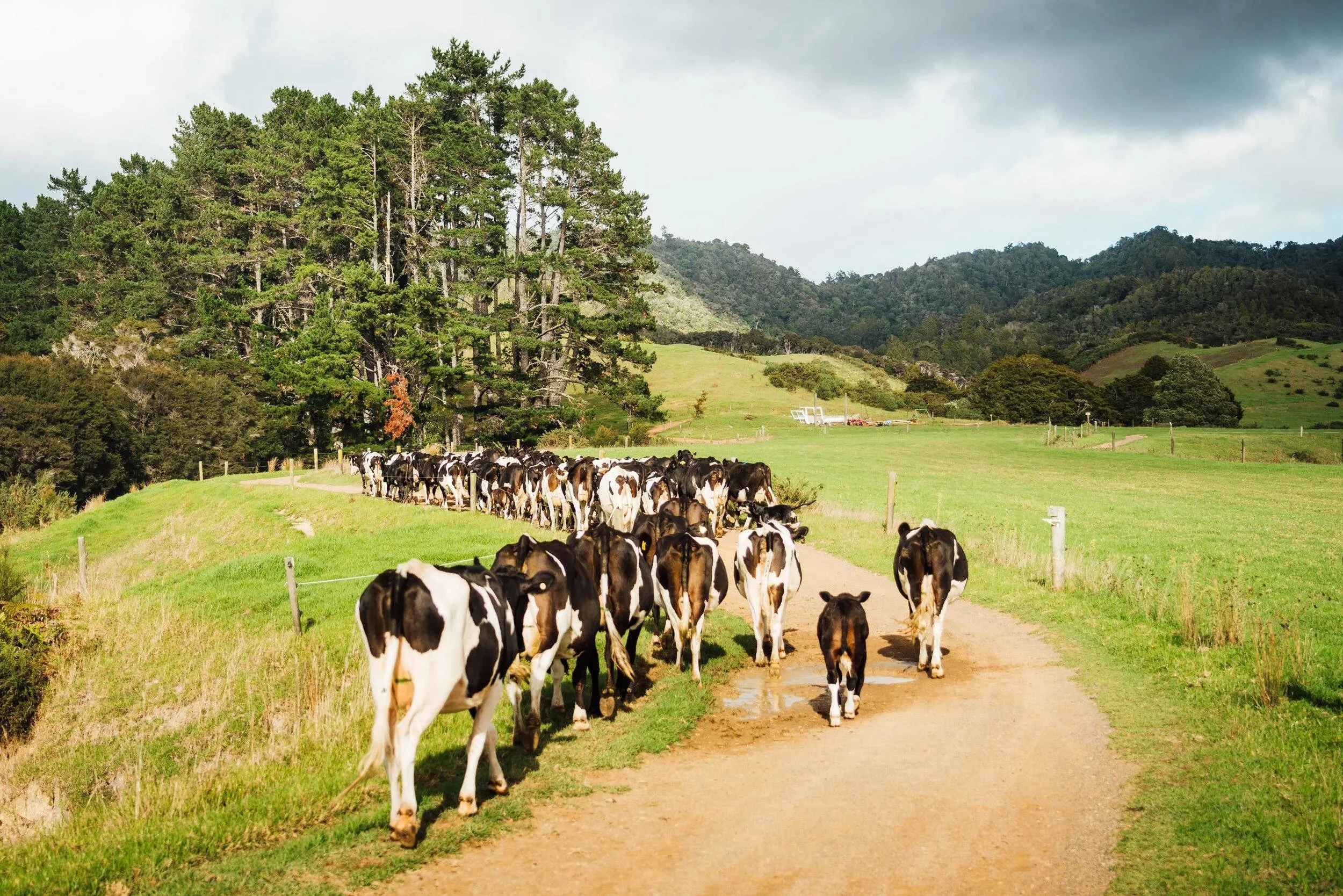 Why Cows Hate Sudden Changes