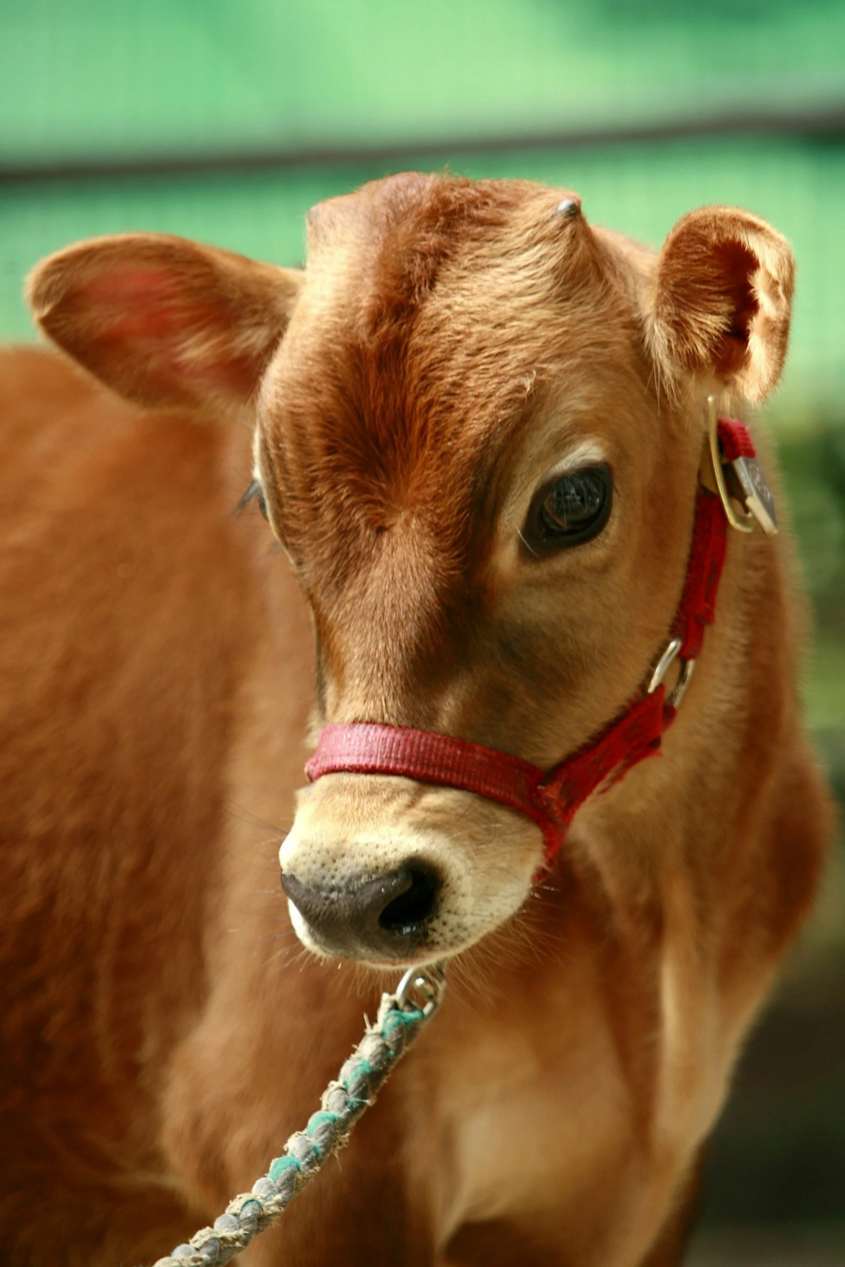 The First 24 Hours: How One Day Can Shape a Cow's Entire Lifetime